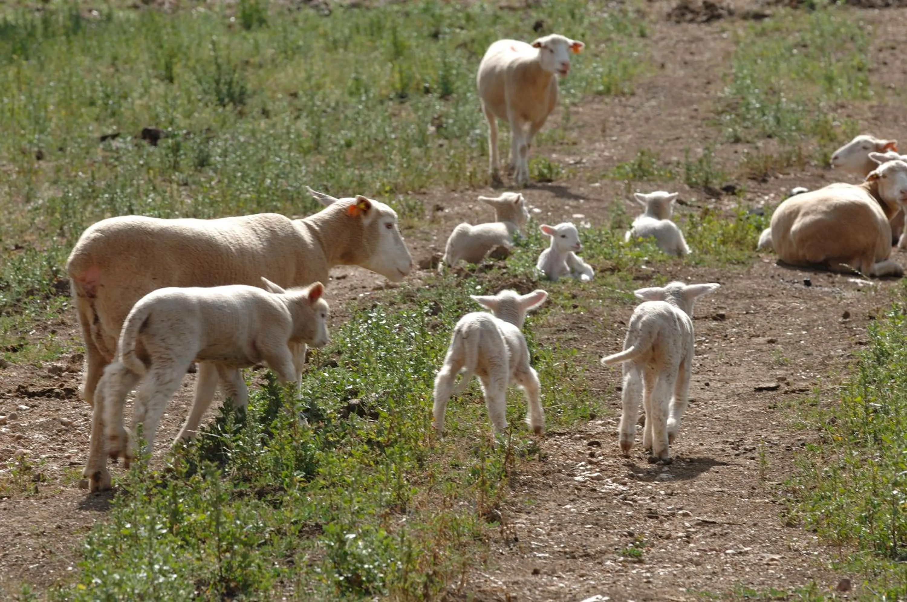 Other in Vila Gale Alentejo Vineyard - Clube de Campo