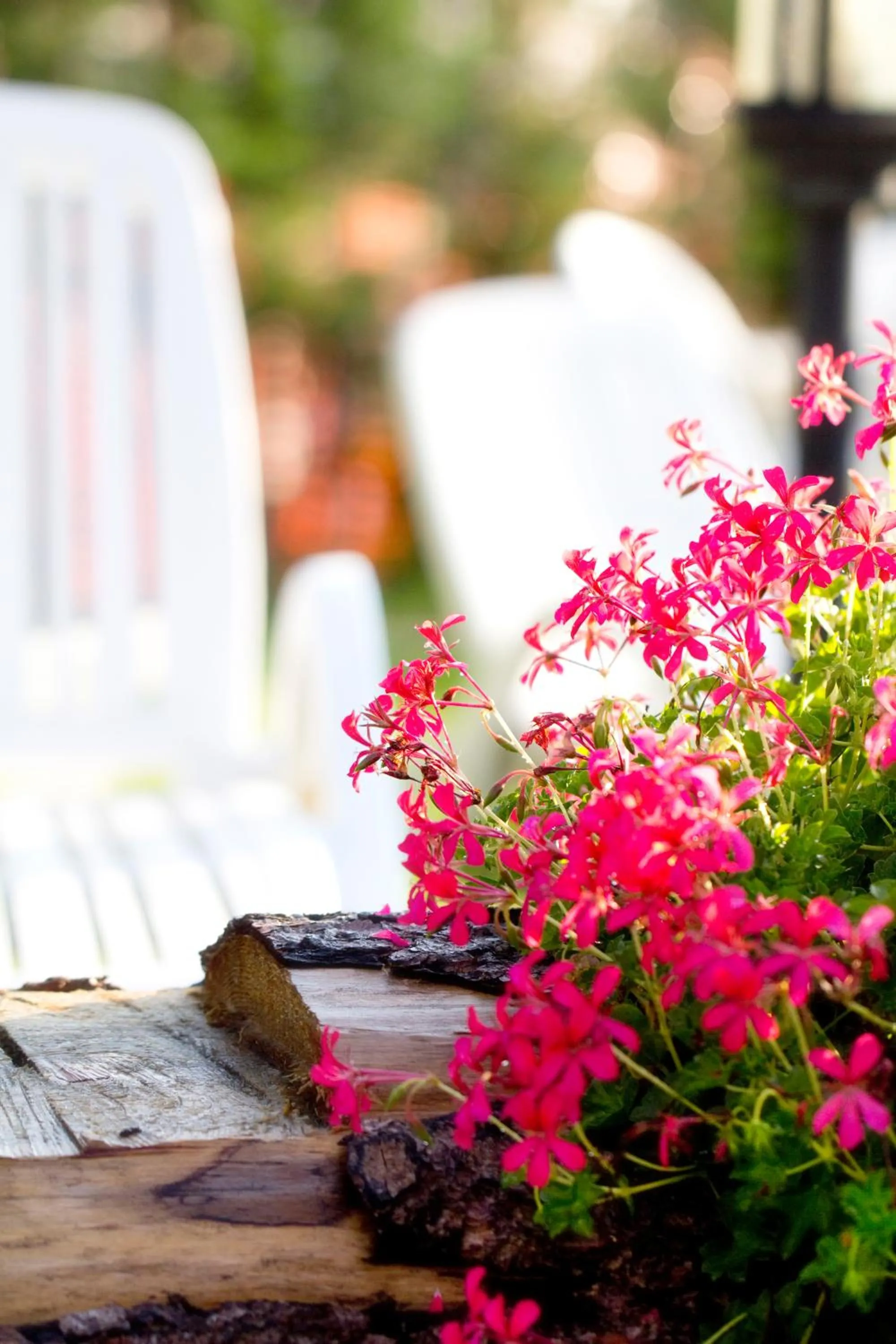 Garden view in Hotel Michela