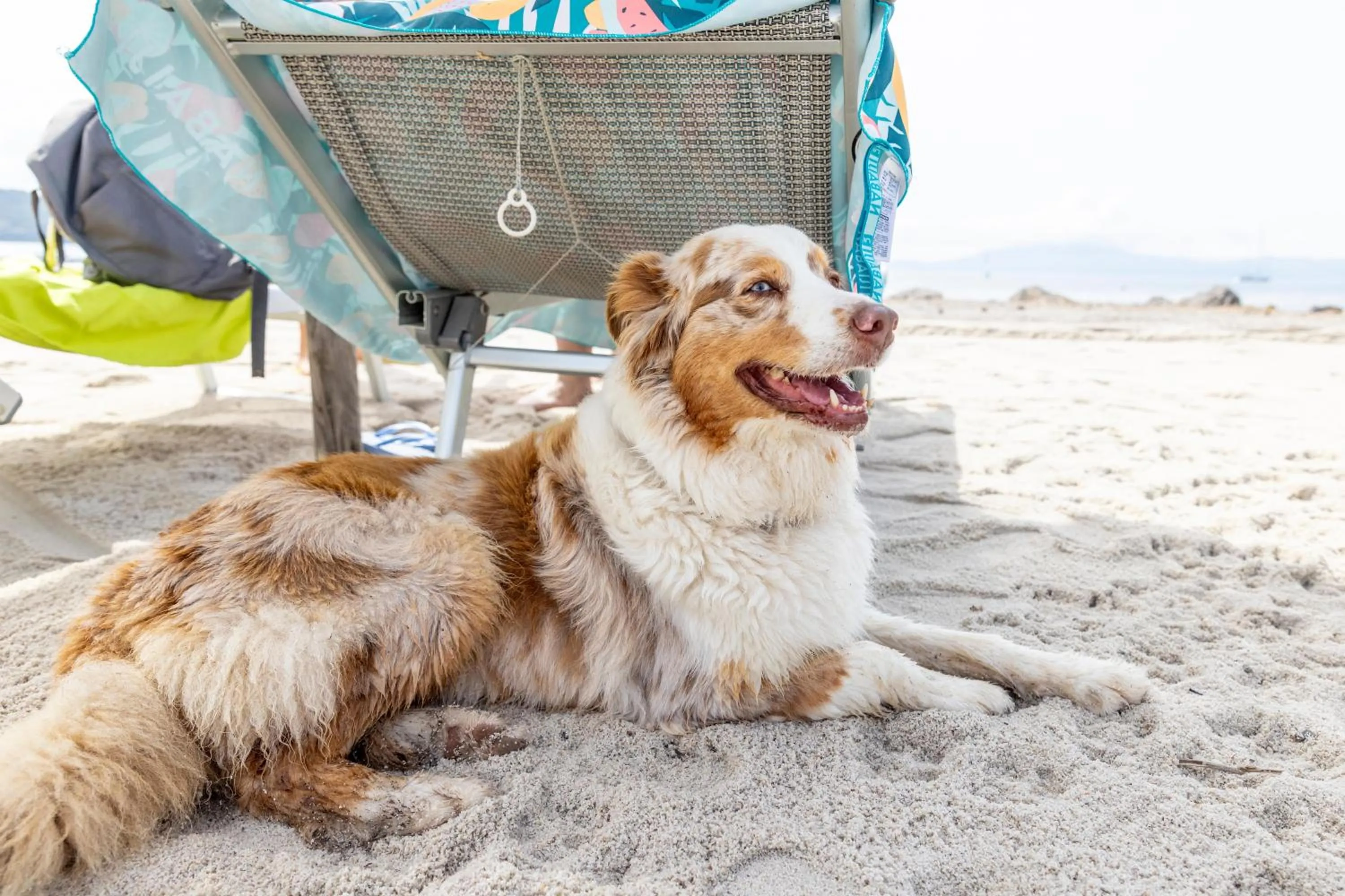 Pets in Gitavillage Talamone