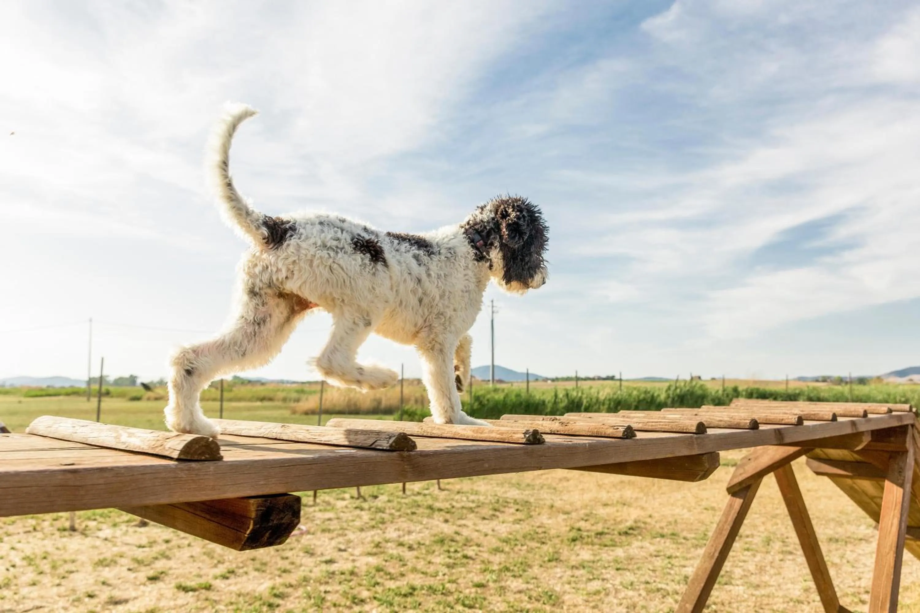 Pets in Gitavillage Talamone