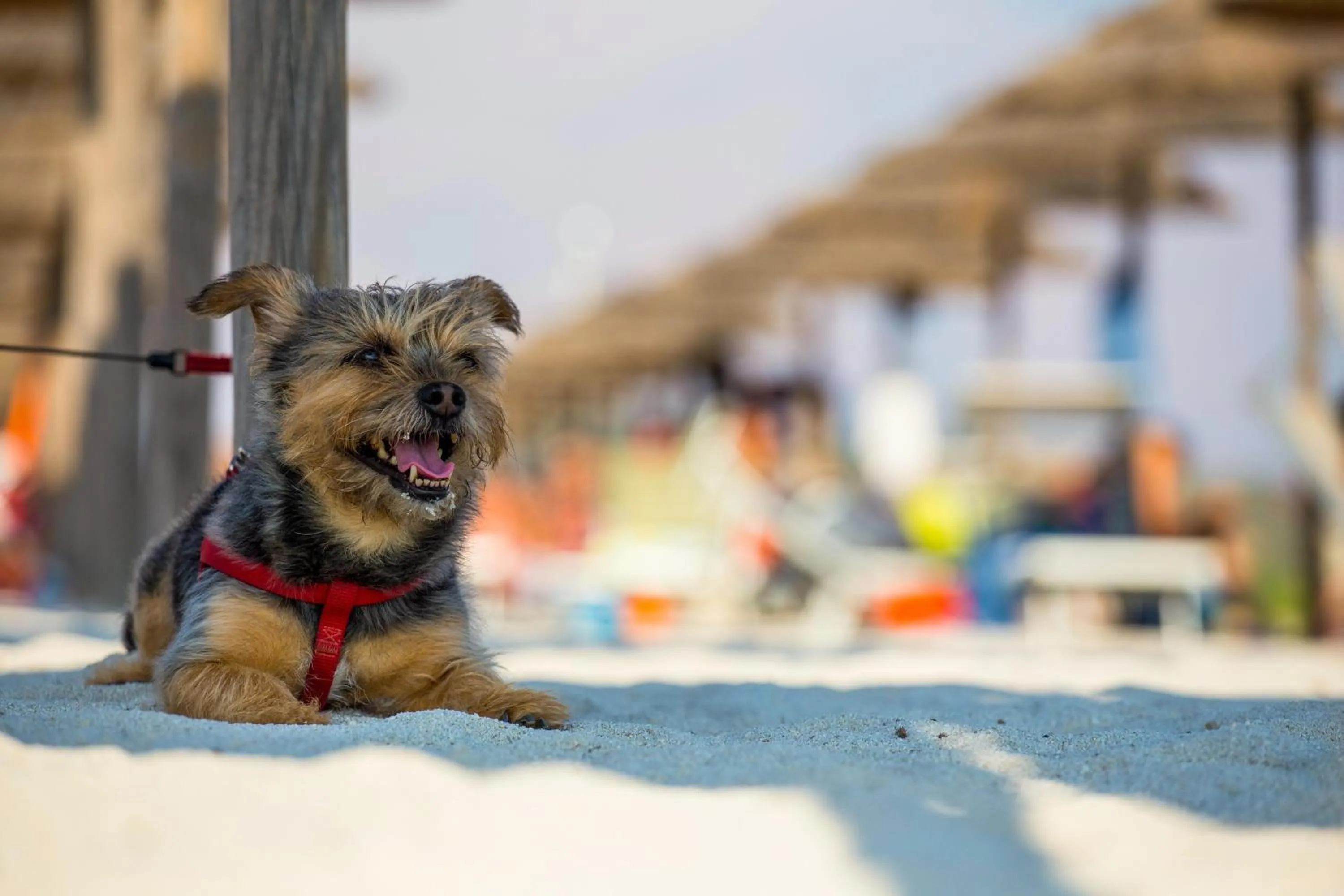 Pets in Gitavillage Talamone