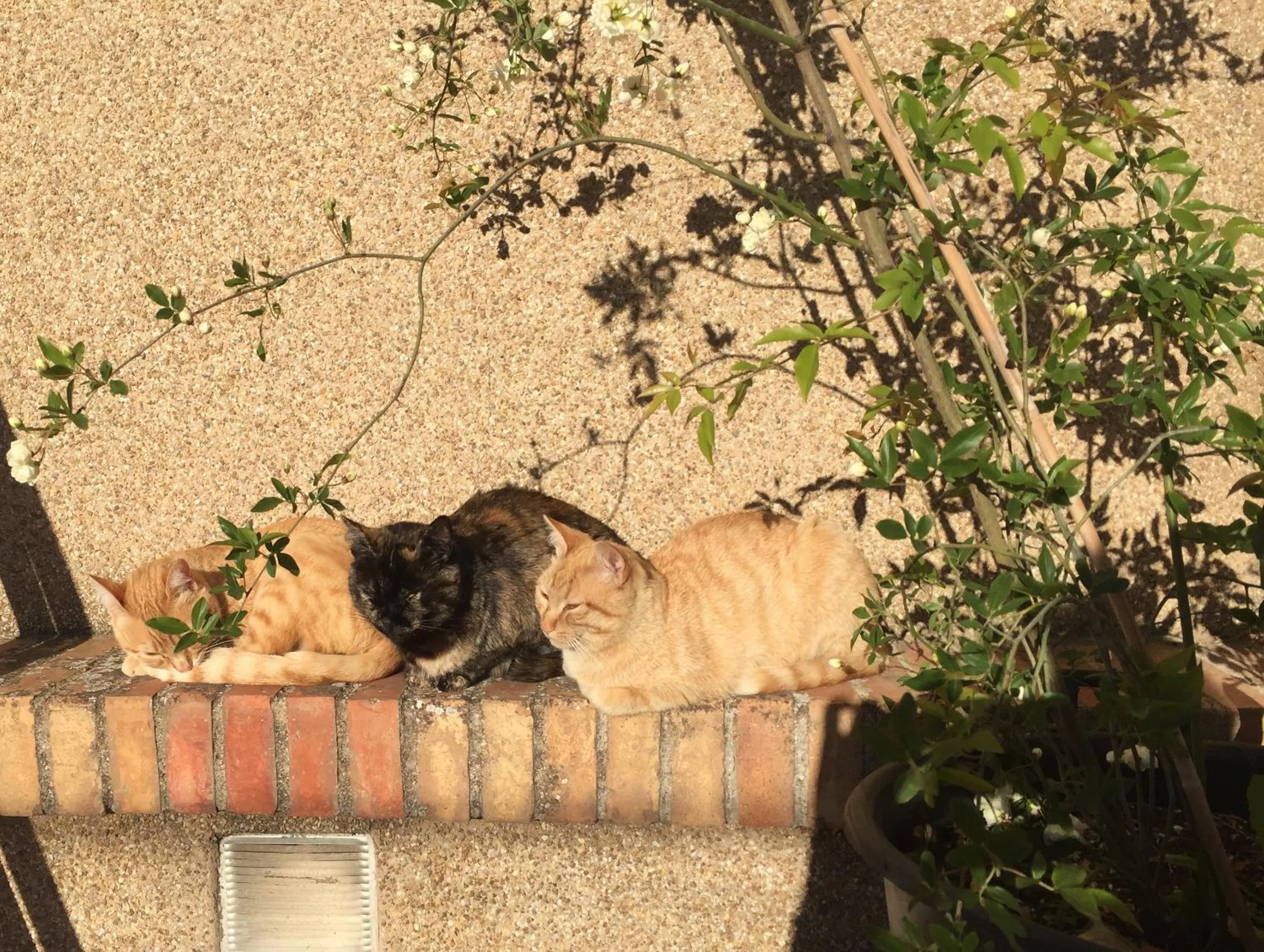 Animals in Casa de Los Lirios