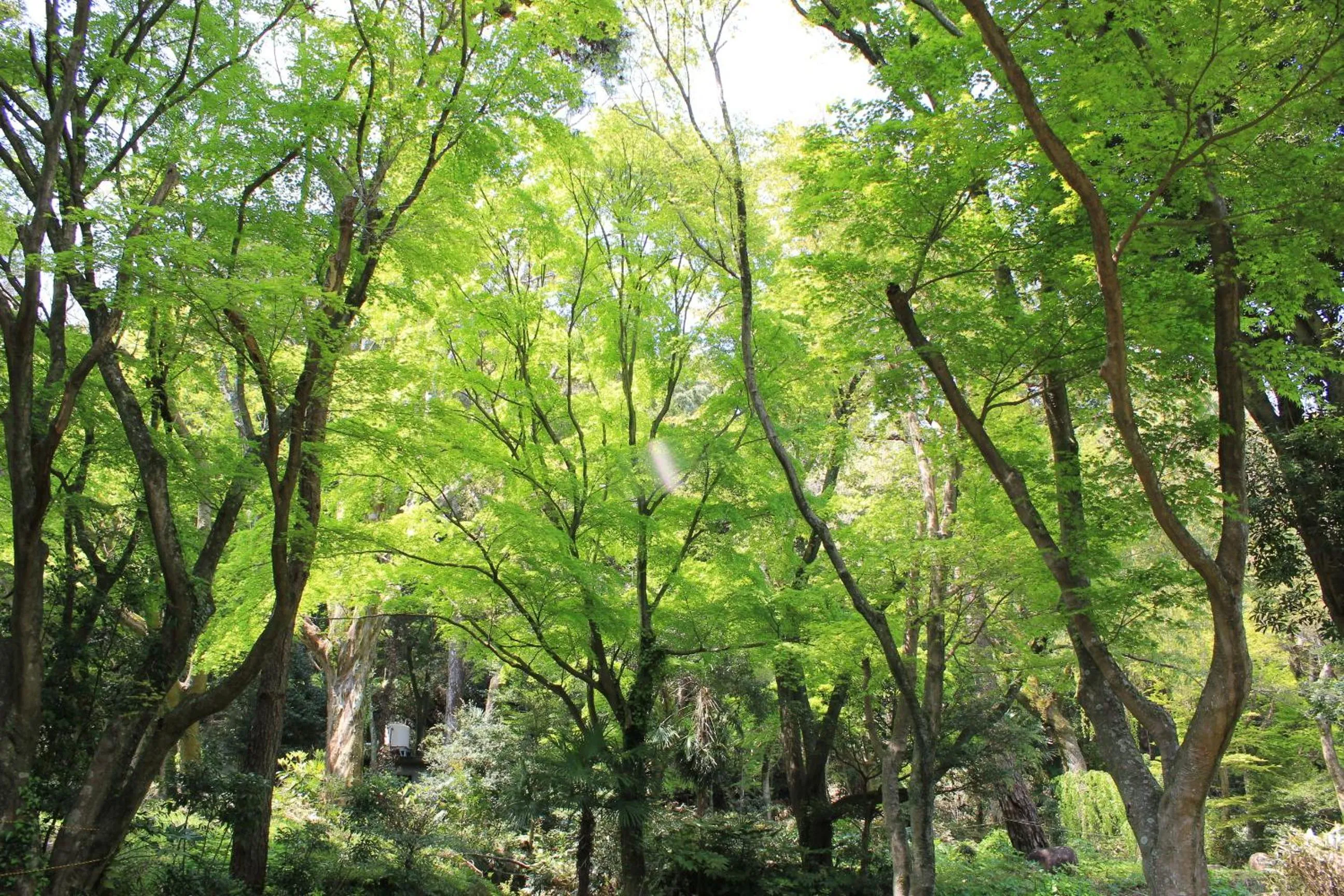 Natural landscape in Izuajiro-onsen Shoufuen