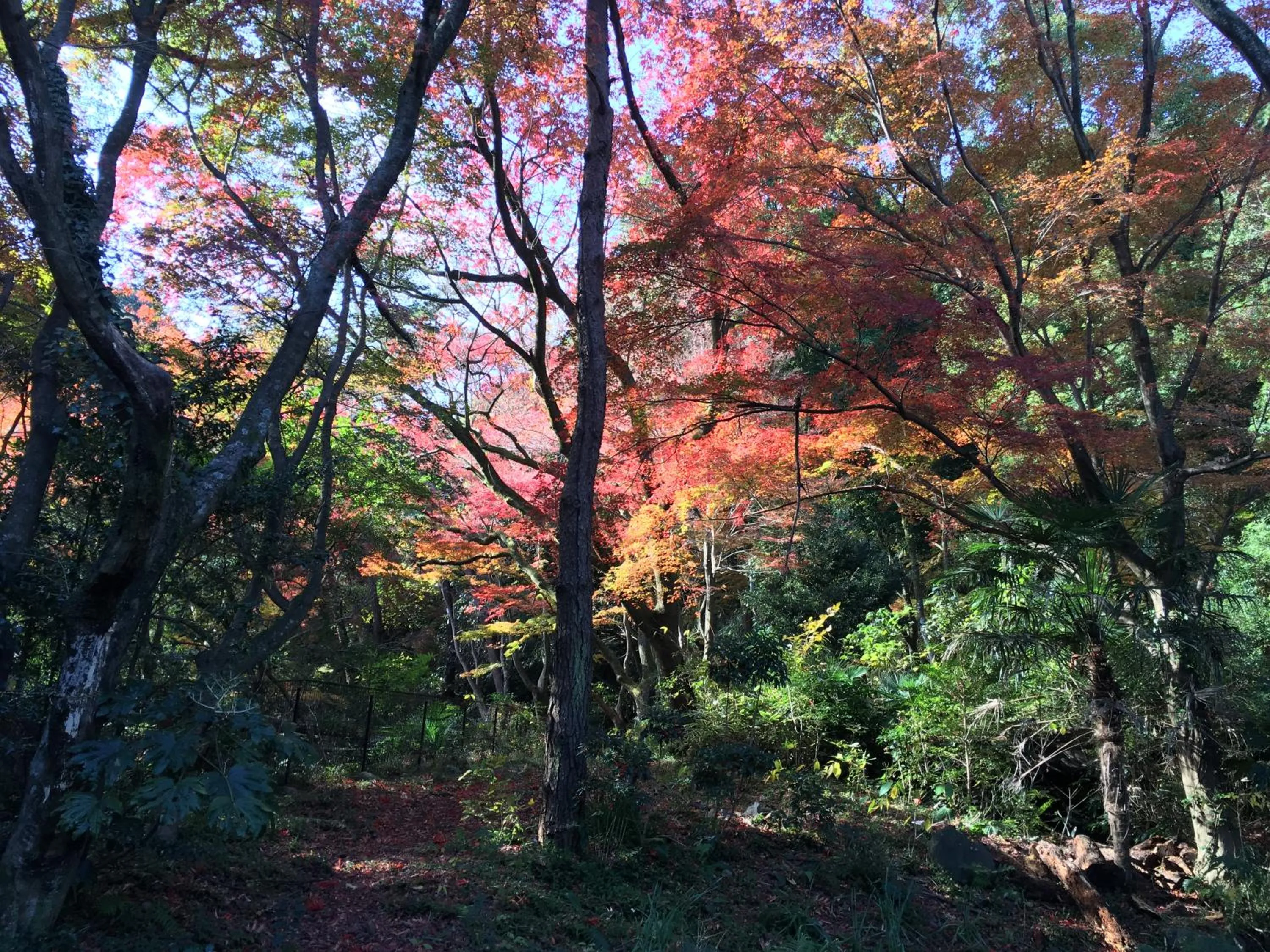 Izuajiro-onsen Shoufuen
