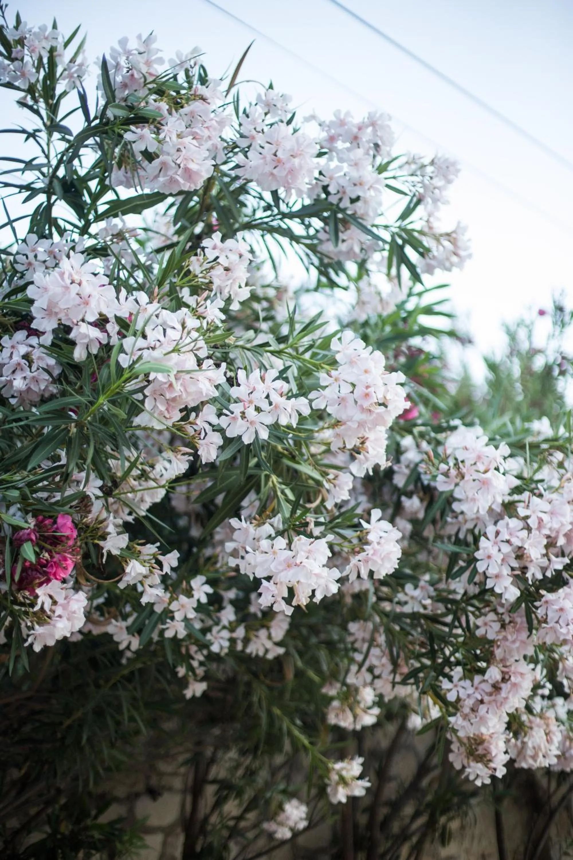 Likya Yolu Palas Hotel