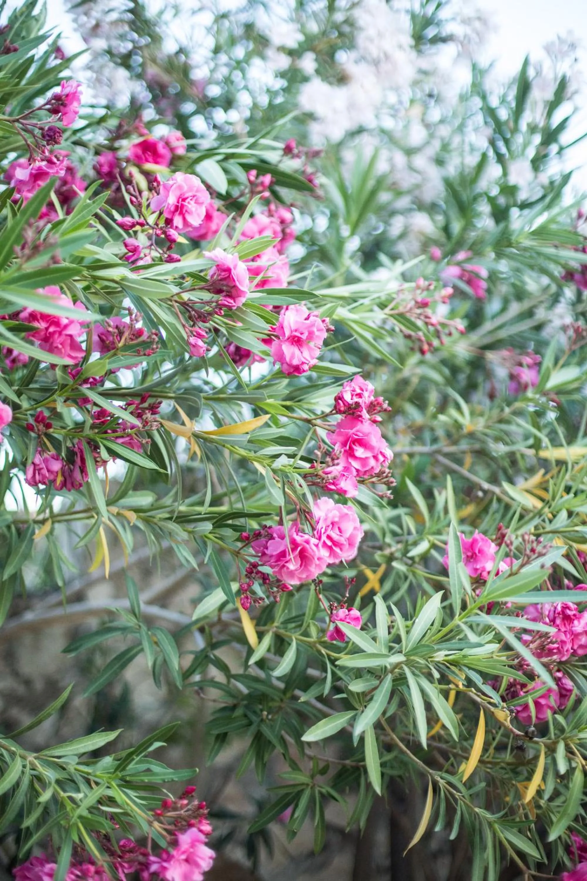 Likya Yolu Palas Hotel