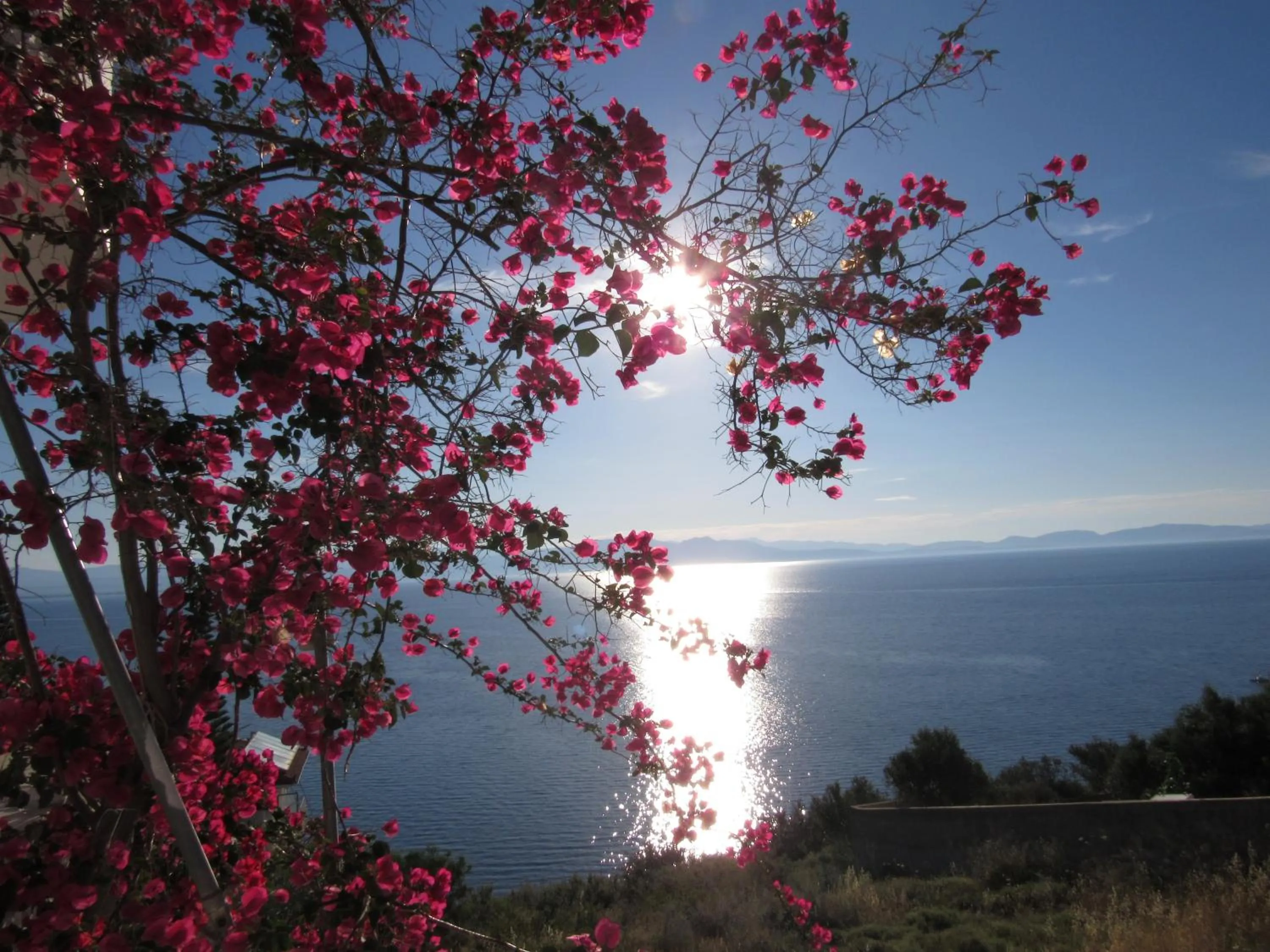 Garden in Kallisto studios