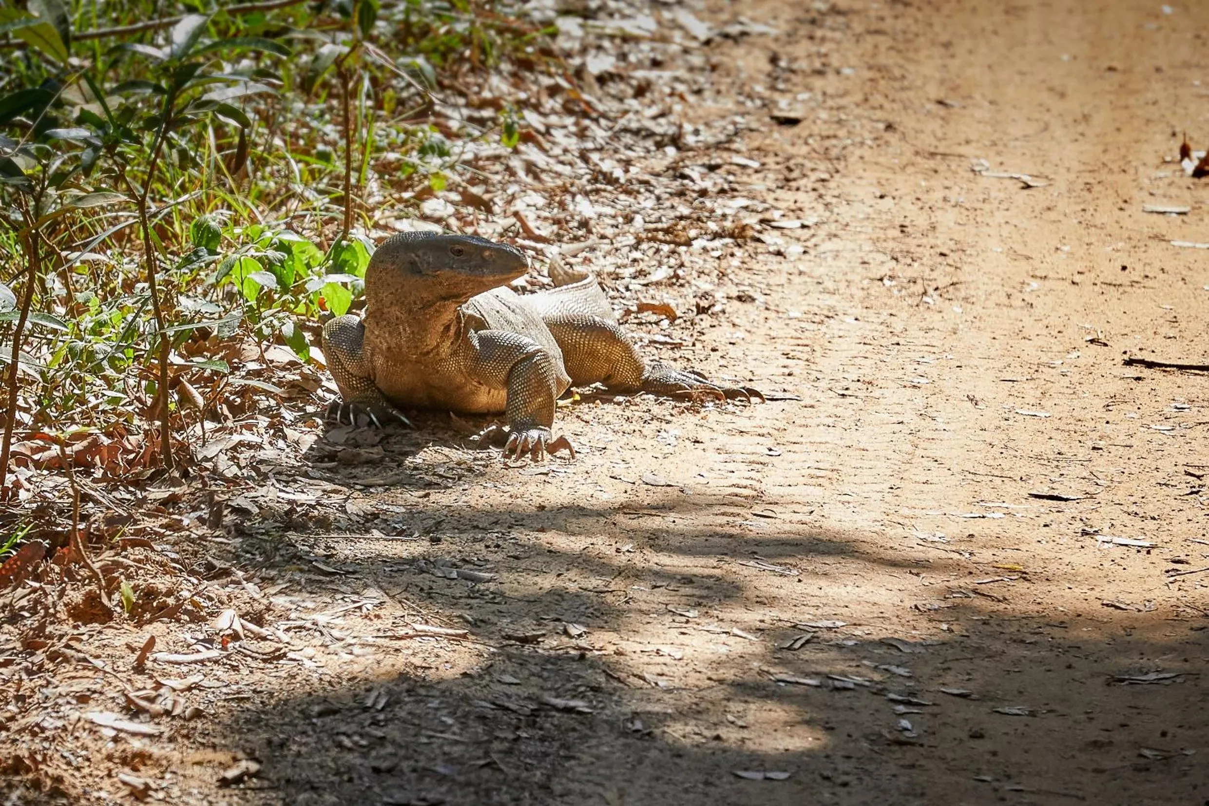 Animals in Dolphin Beach Resort
