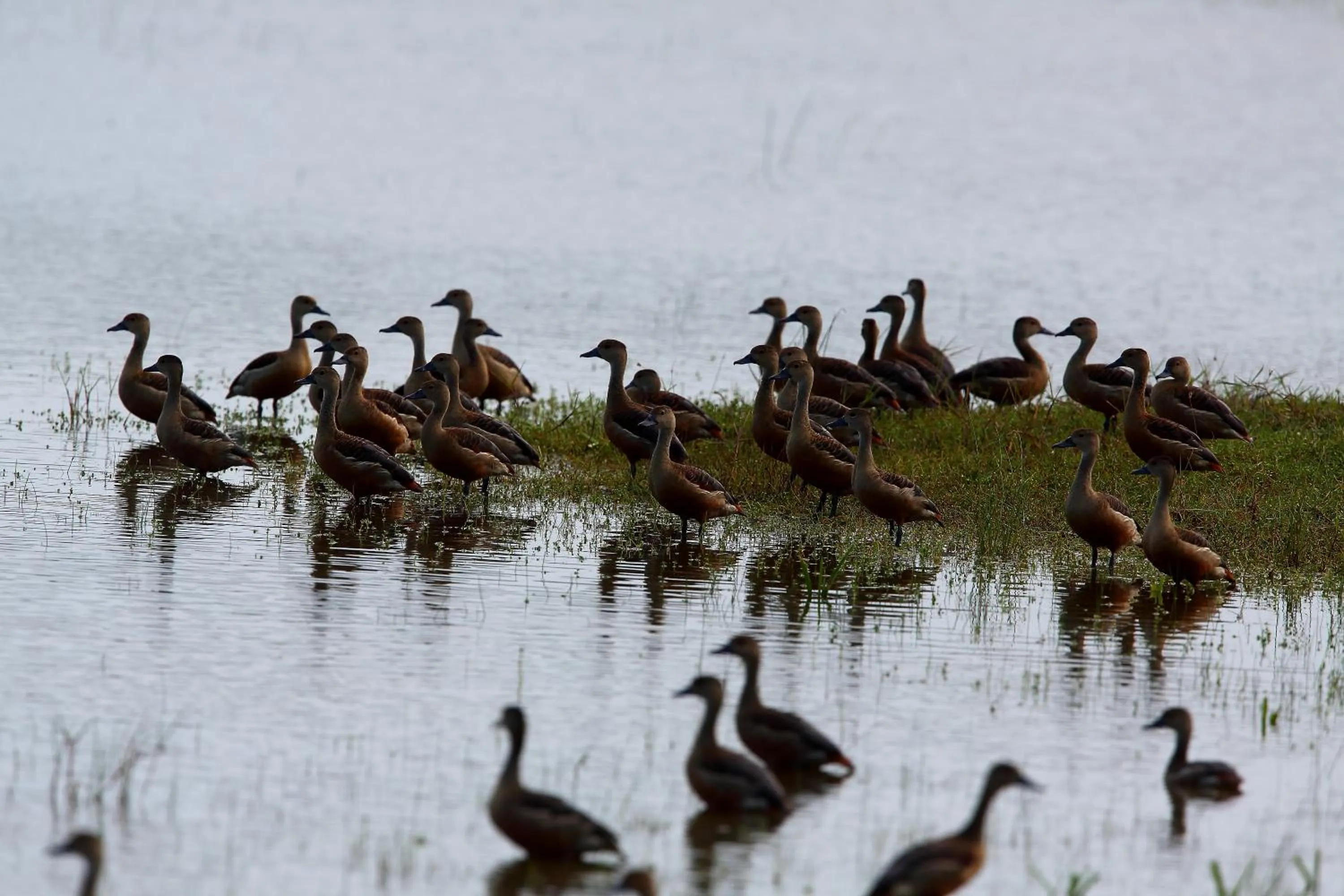 Animals in Dolphin Beach Resort