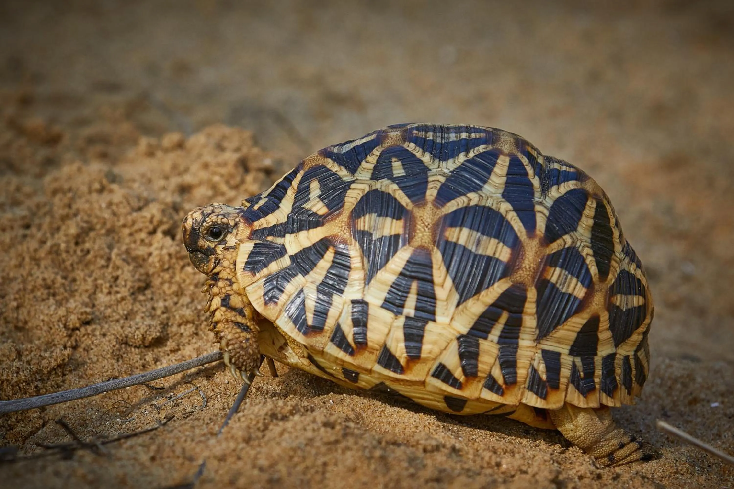 Animals in Dolphin Beach Resort
