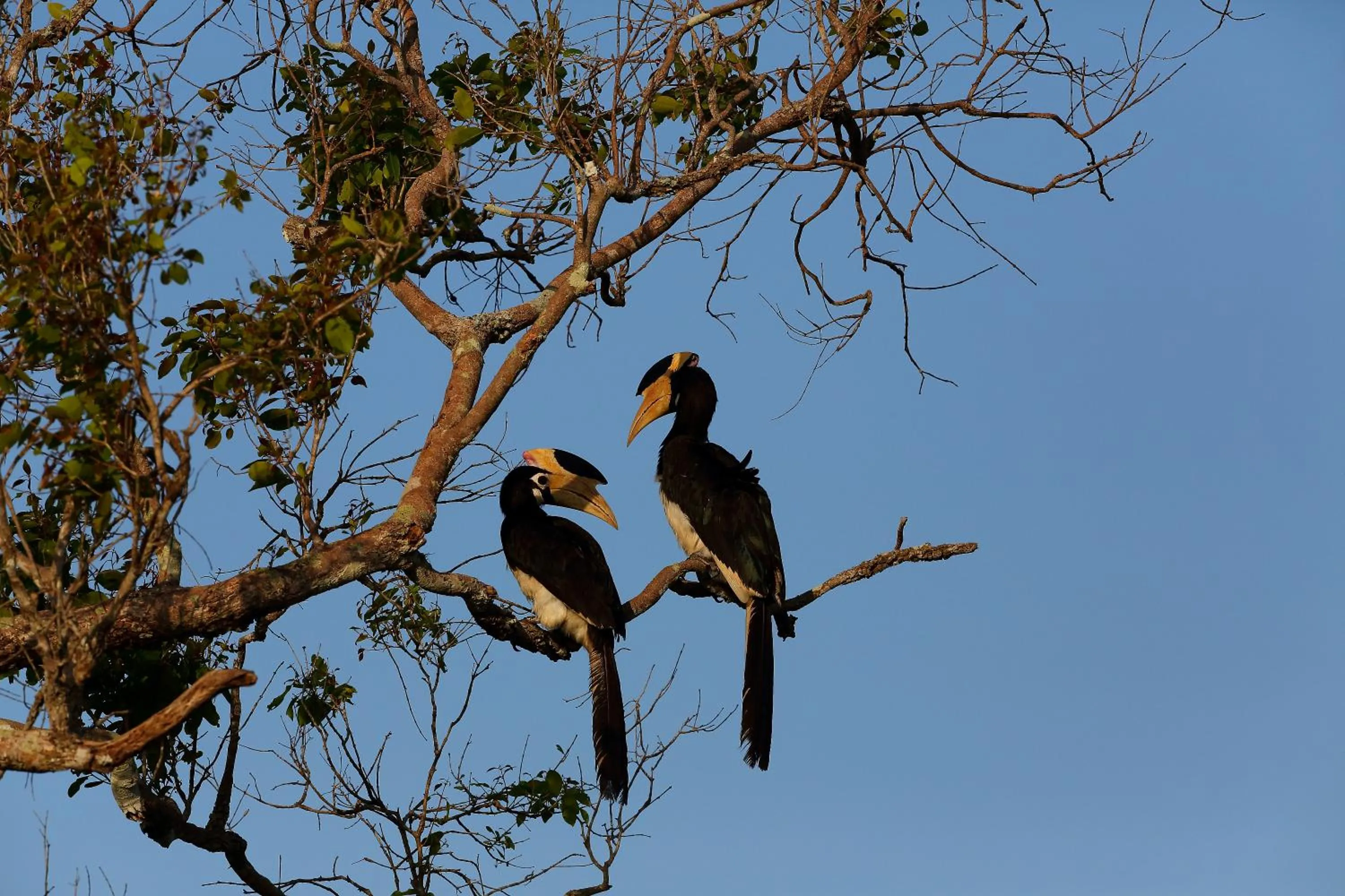 Animals in Dolphin Beach Resort