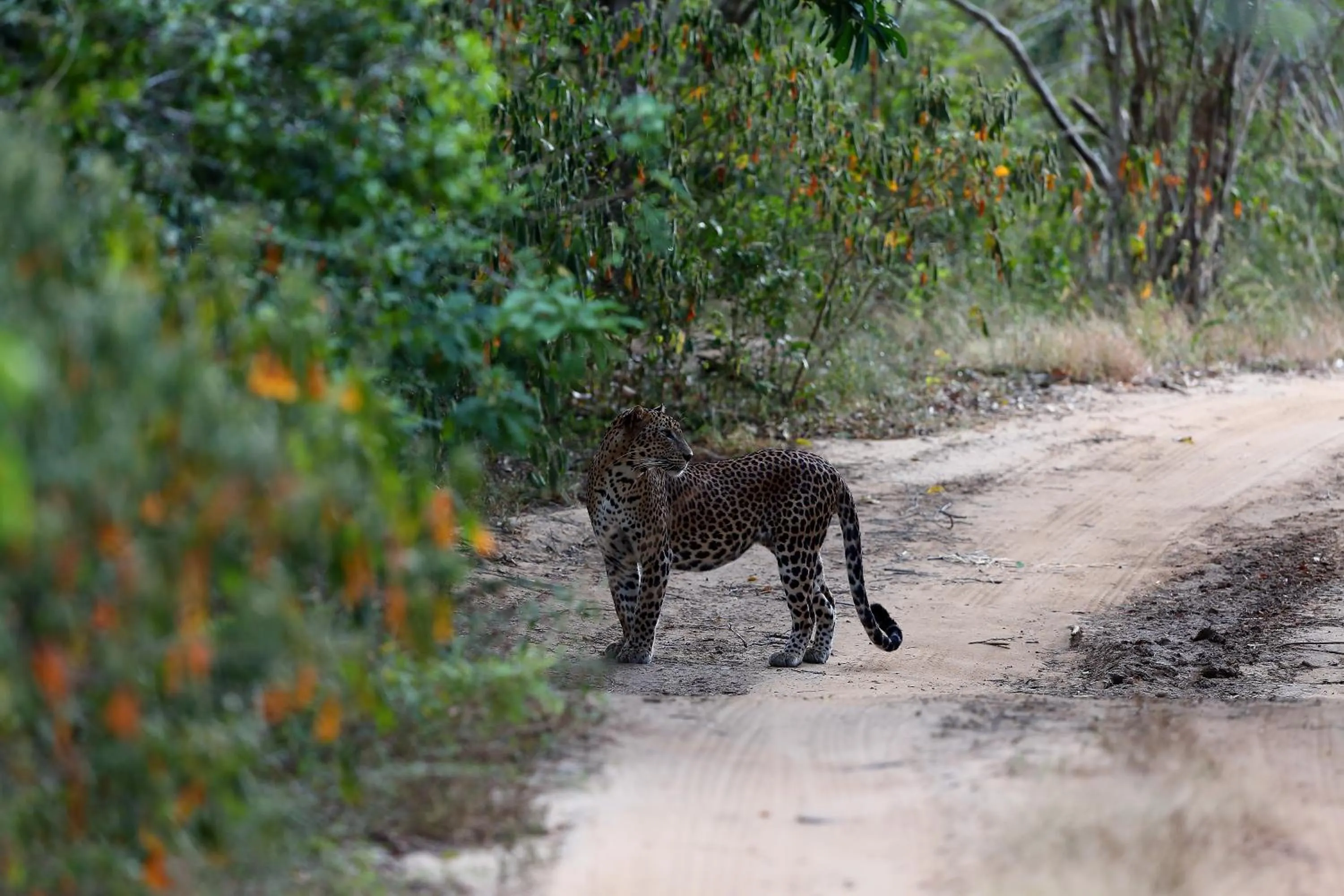 Animals in Dolphin Beach Resort