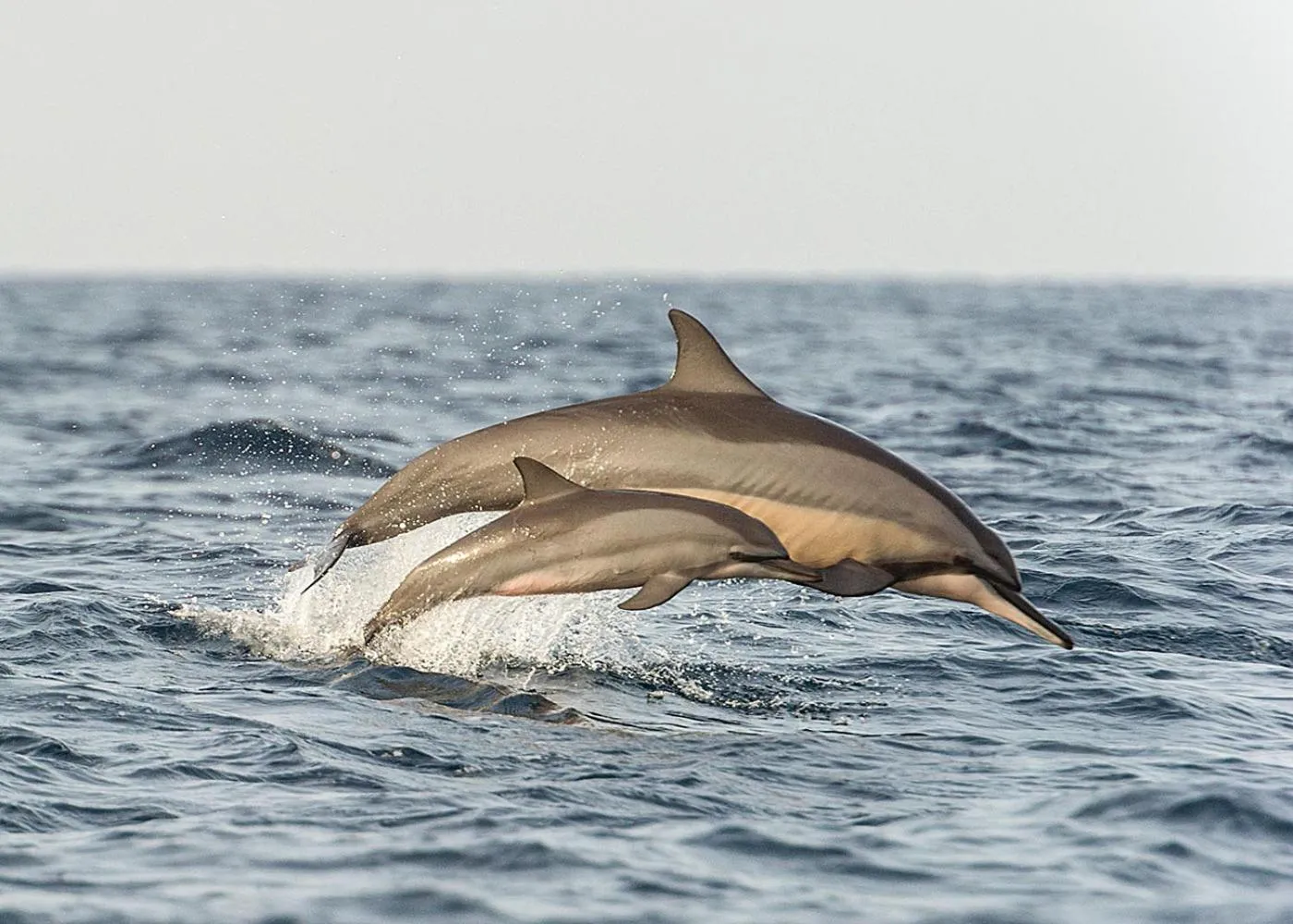 Activities in Dolphin Beach Resort