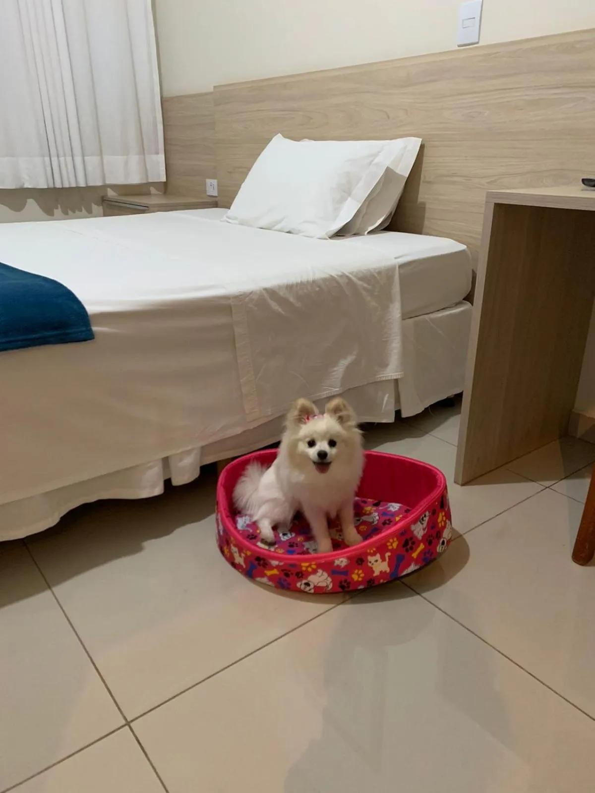 Pets, Bed in Santa Rosa Hotel