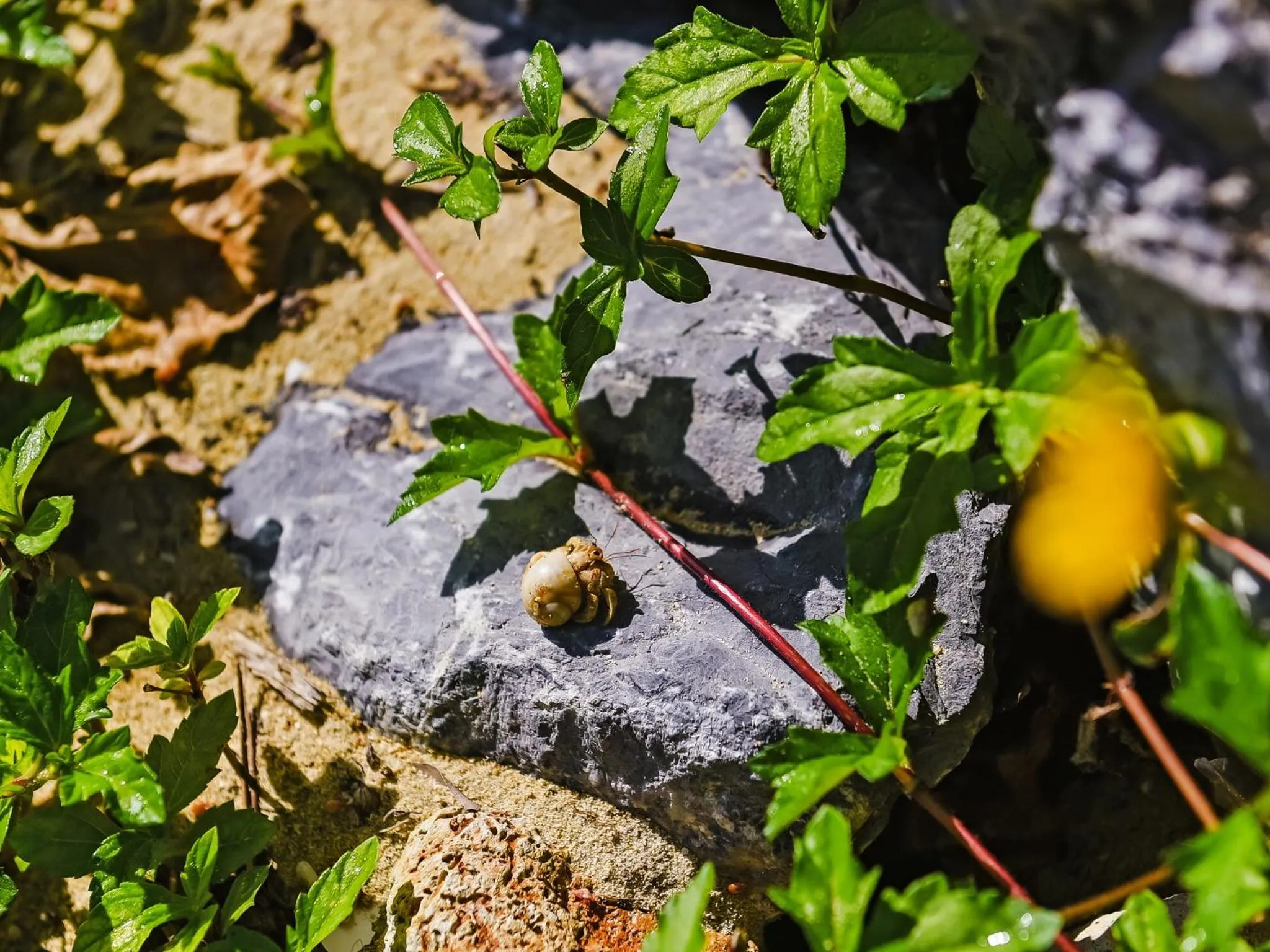 Natural landscape in Hotel Resonex Nago