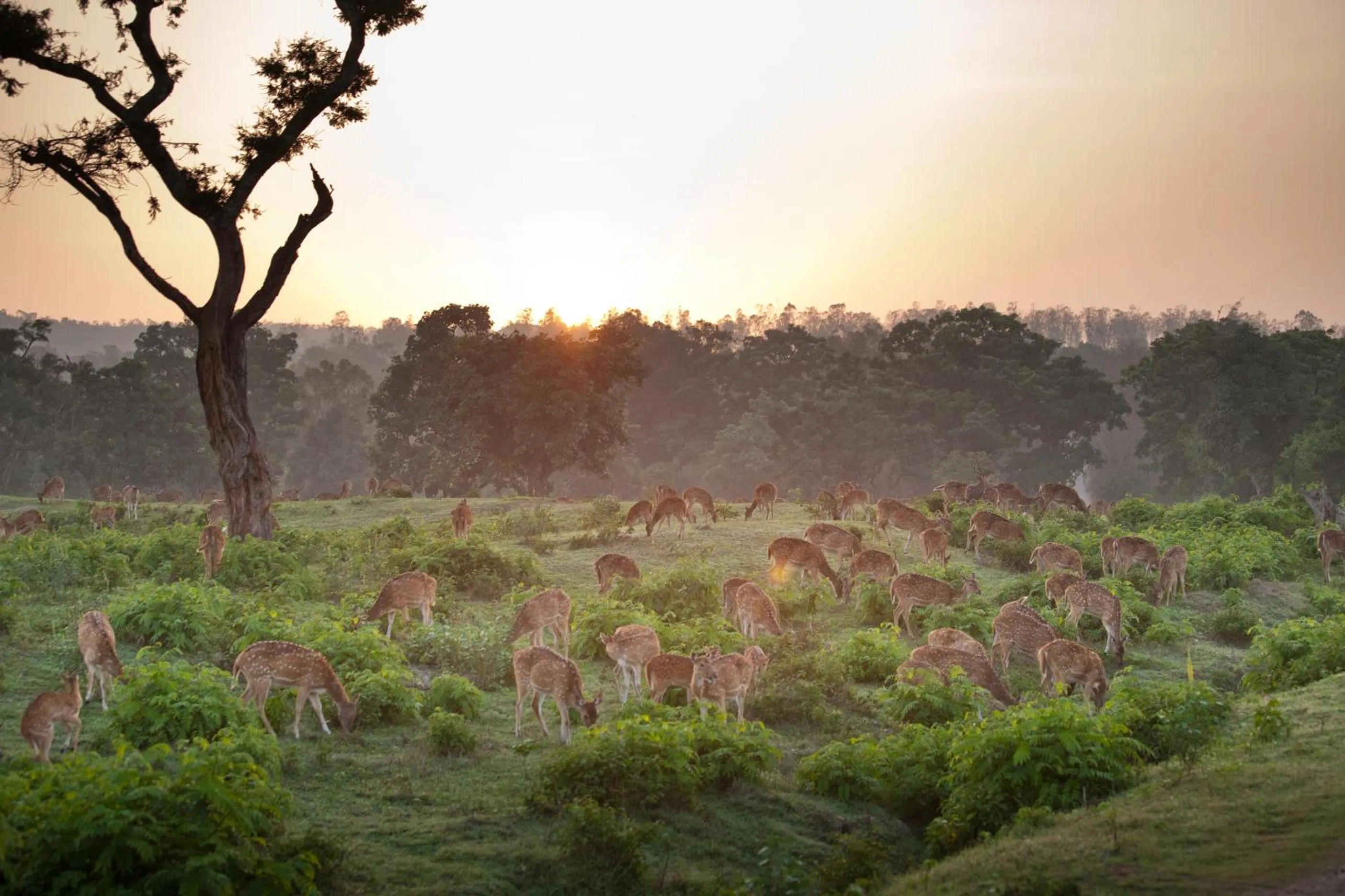 Animals in The Serai Bandipur