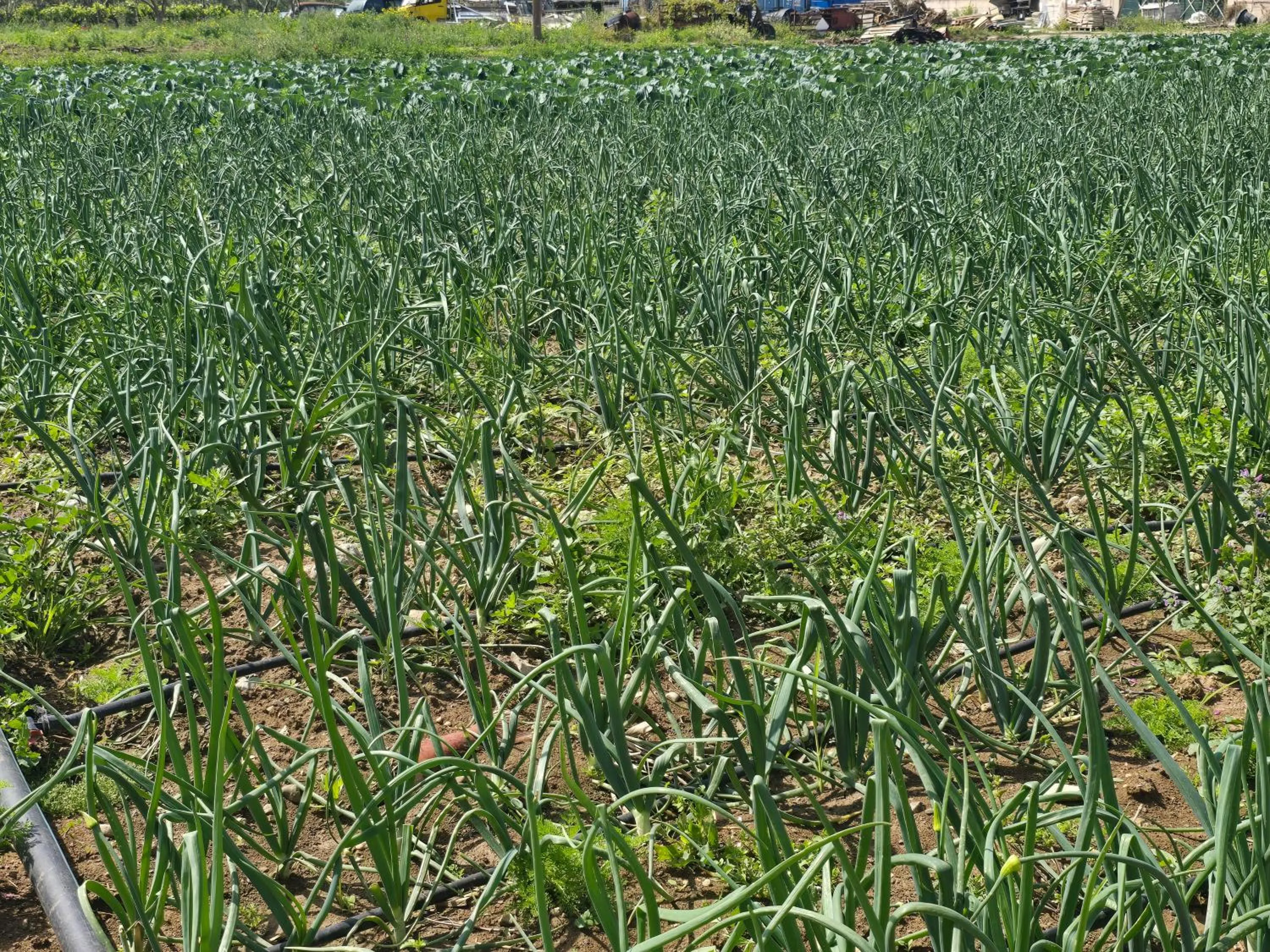 ILIOS K Village Resort