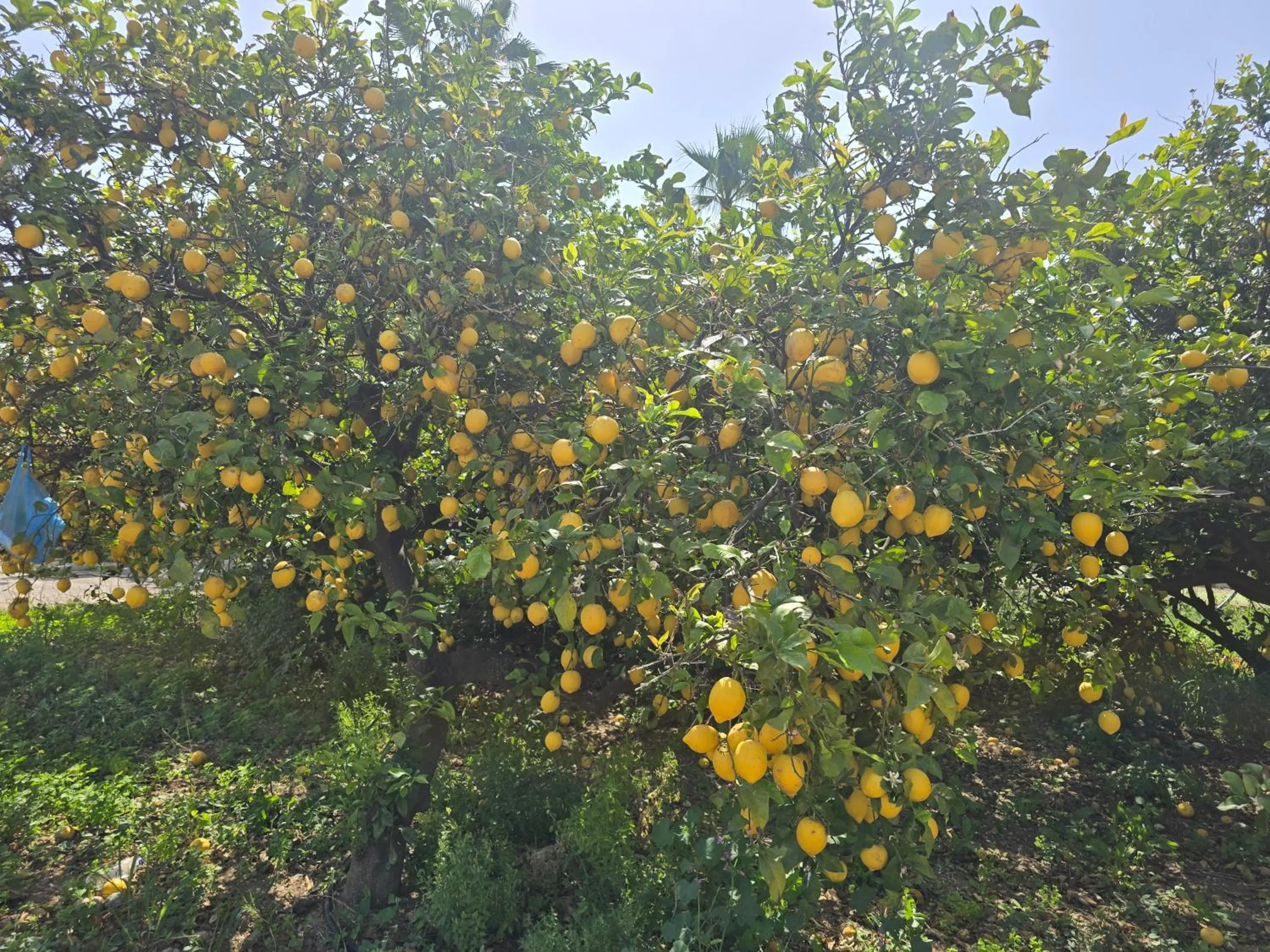 ILIOS K Village Resort