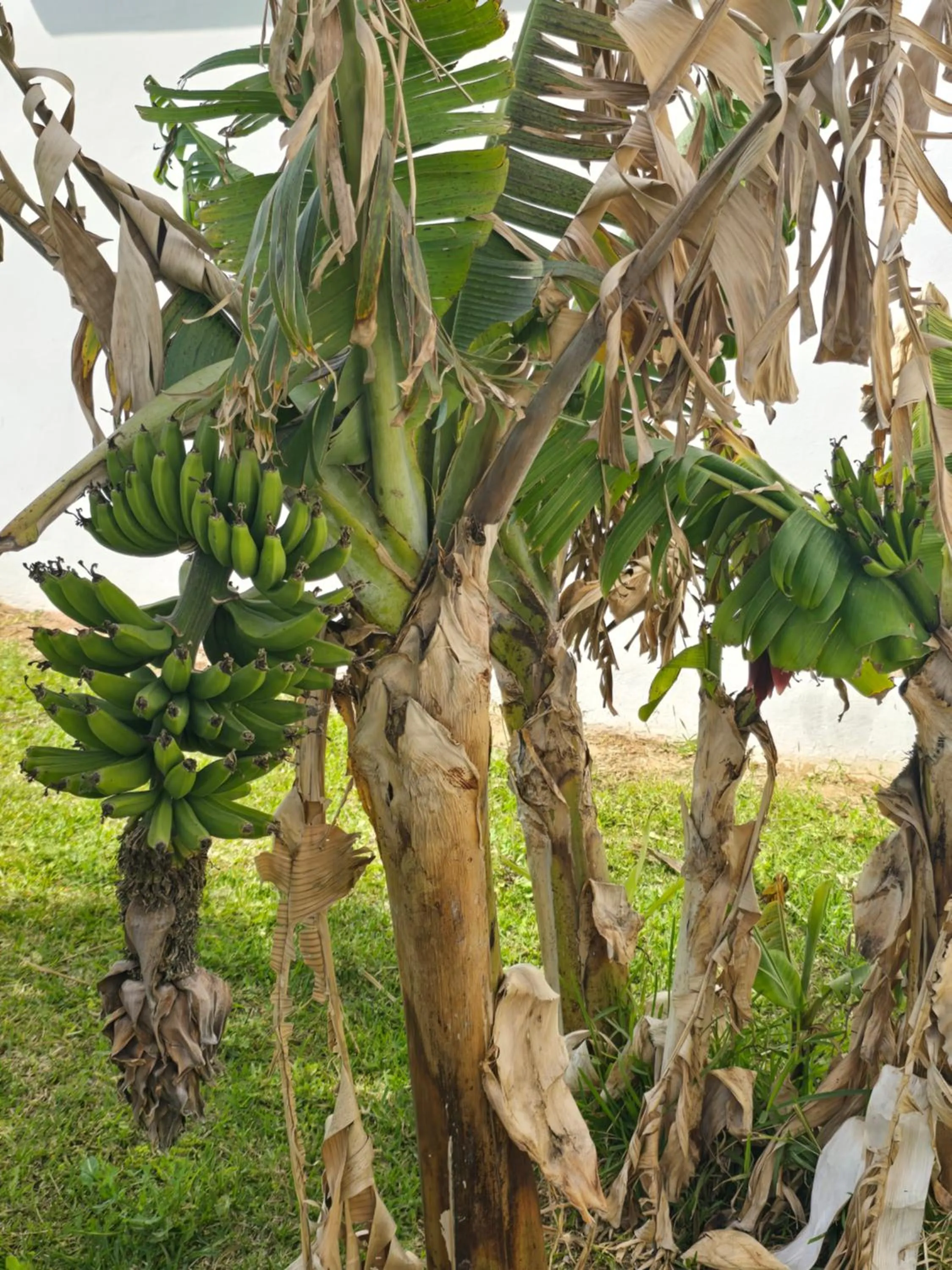 ILIOS K Village Resort