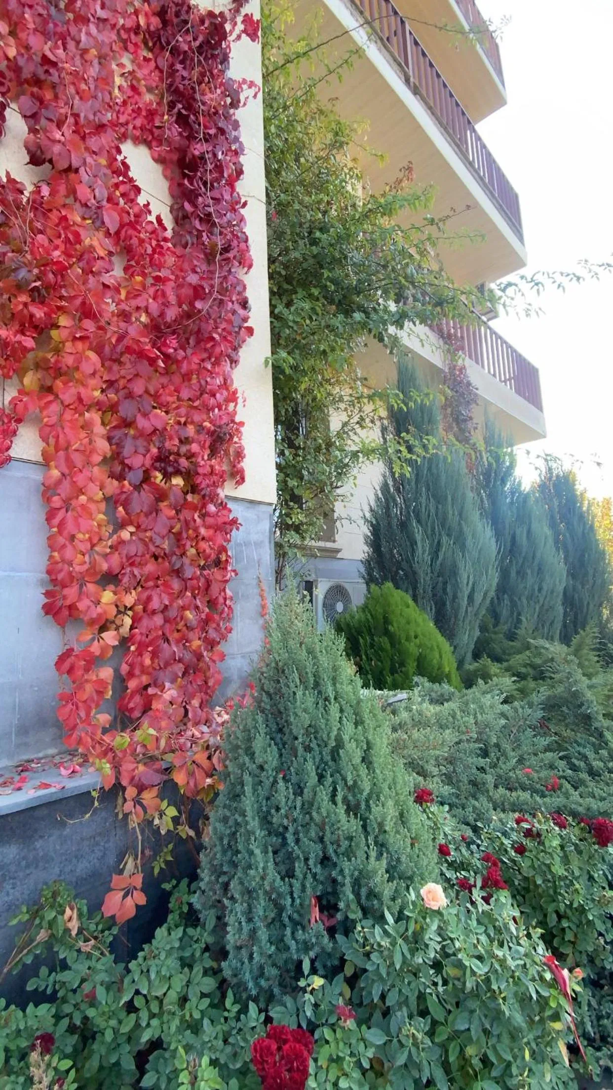 Garden in Olympia Garden Hotel