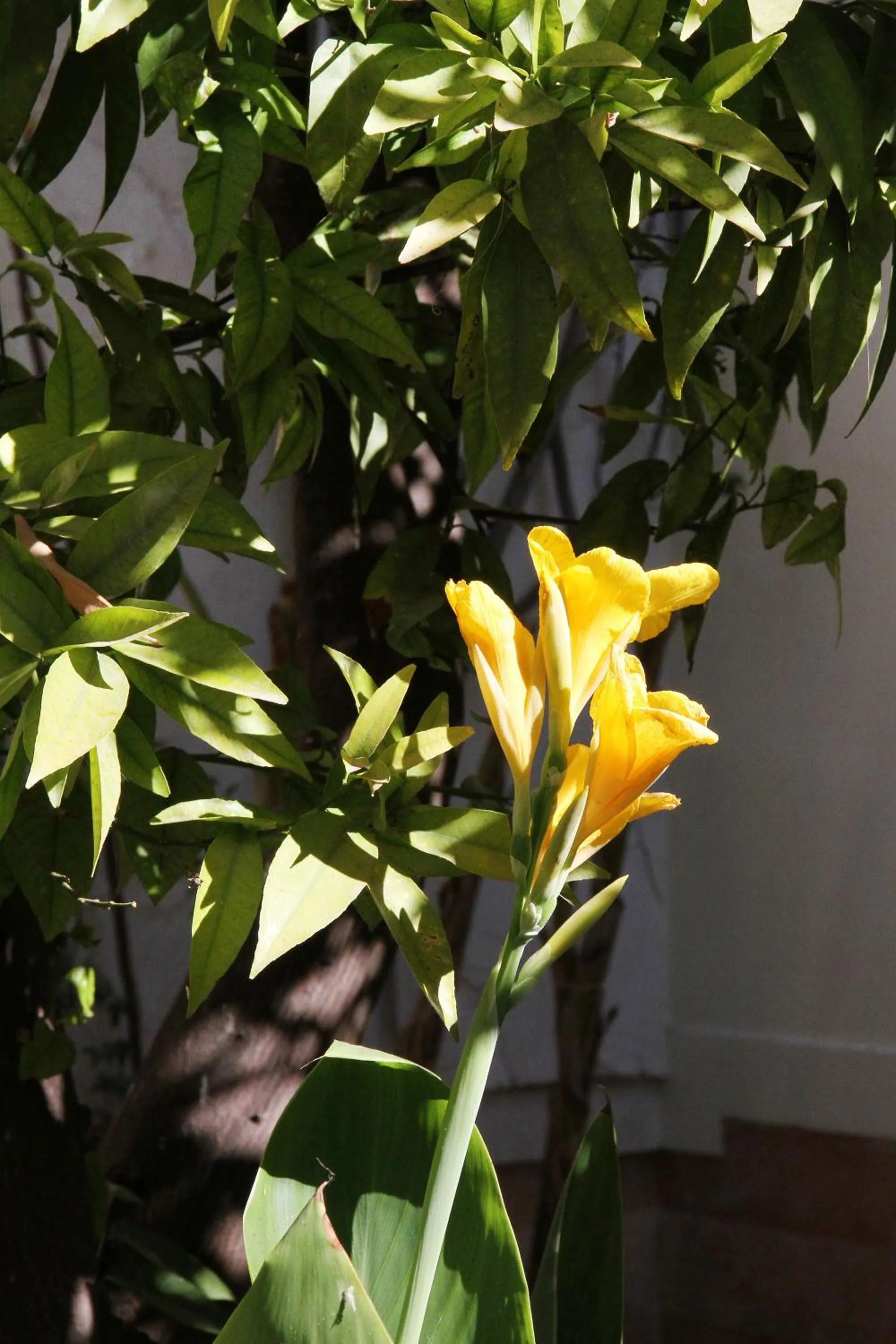 Garden in Riad Laila