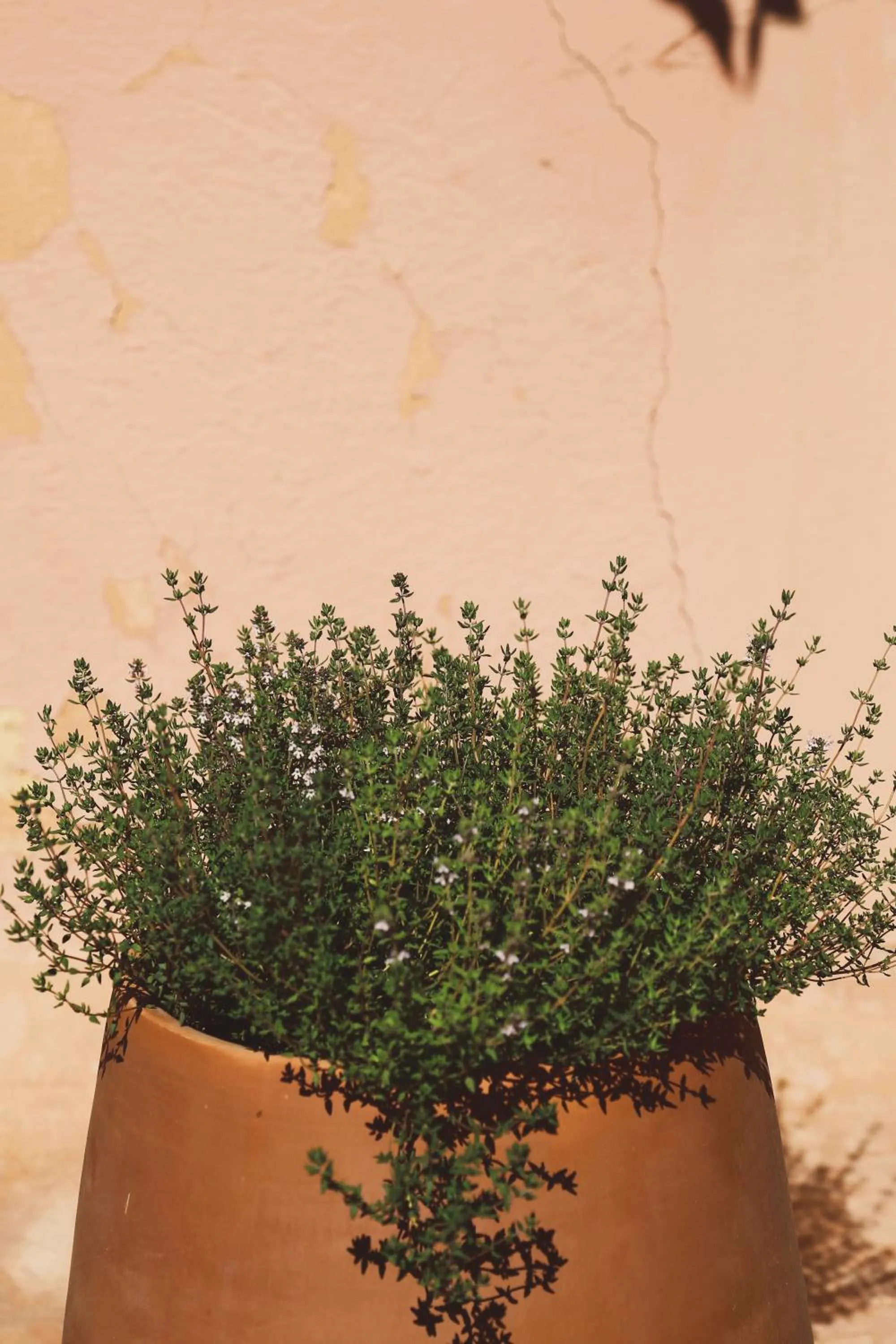 Garden view in Riad Laila