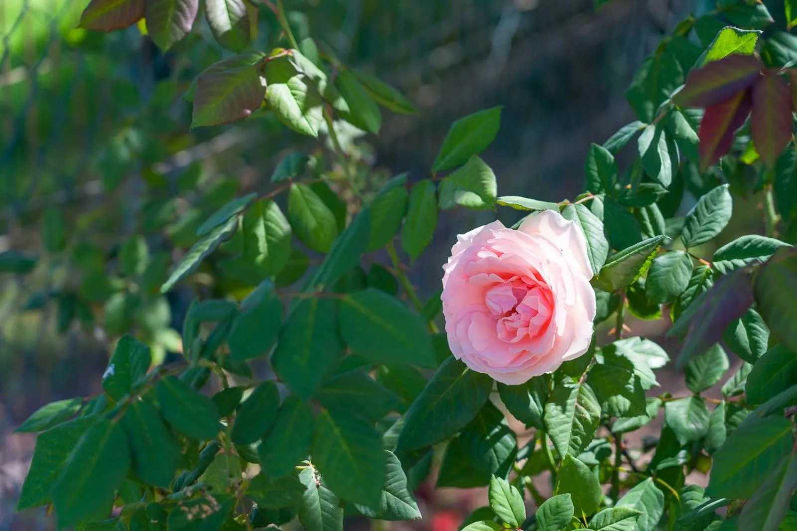 Garden in Villas Las Almenas