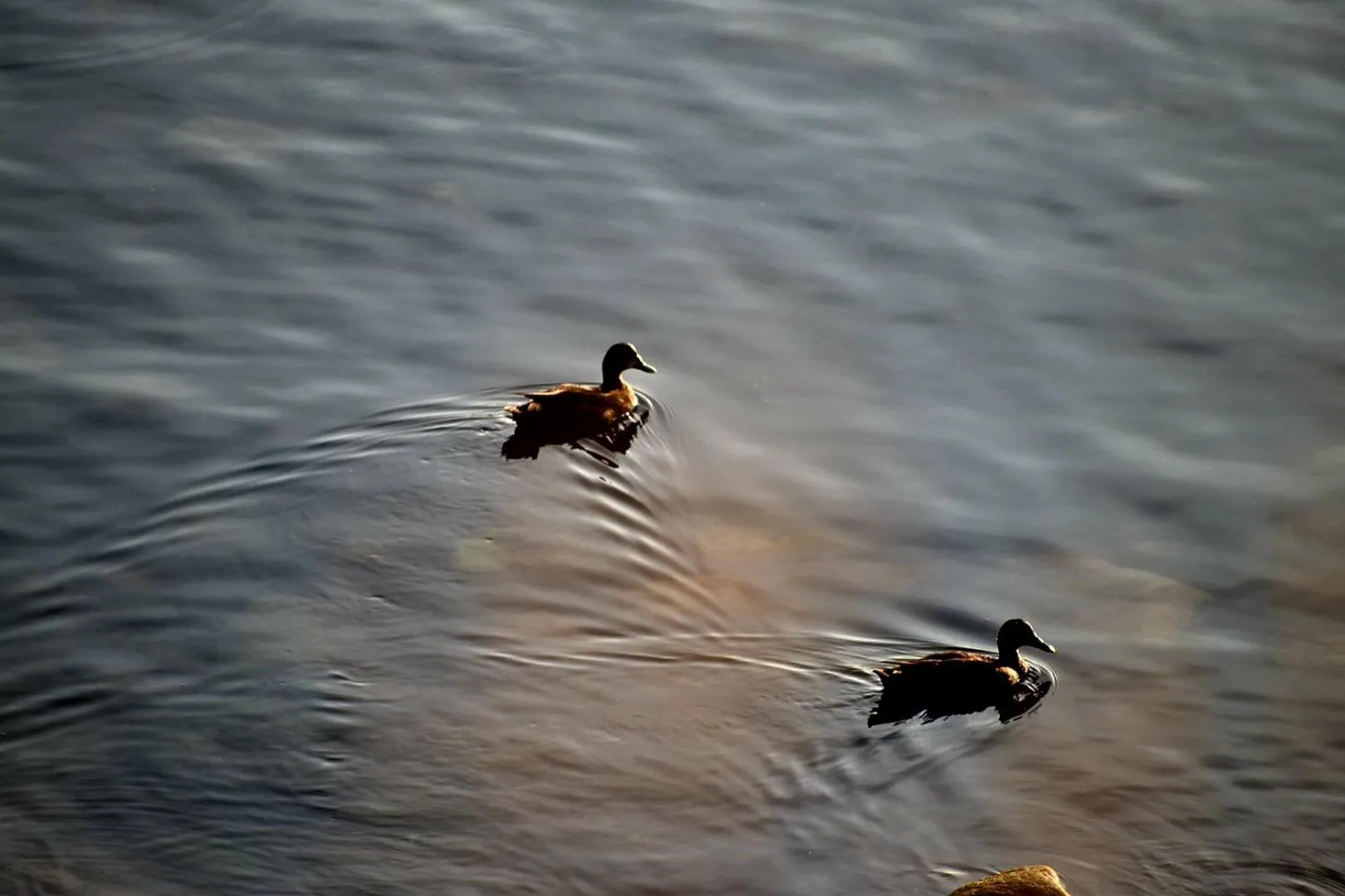 Animals in Seascape Coastal Retreat - 2 ADULTS ONLY - HOT TUB AND WITHOUT HOT TUB OCEANFRONT PROPERTY