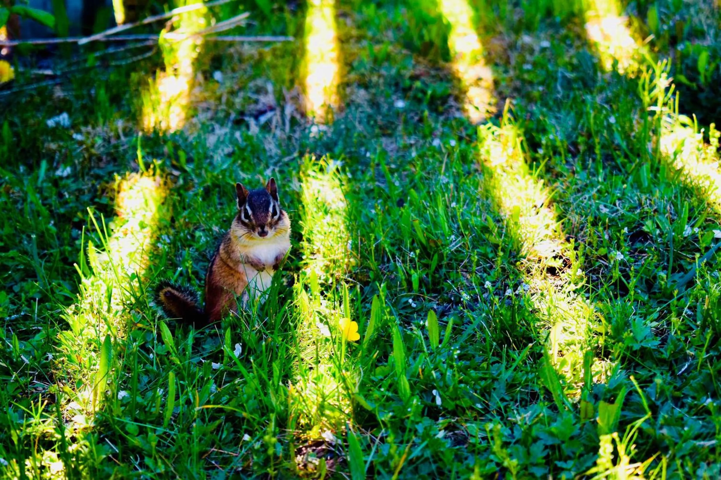 Animals in Seascape Coastal Retreat - 2 ADULTS ONLY - HOT TUB AND WITHOUT HOT TUB OCEANFRONT PROPERTY