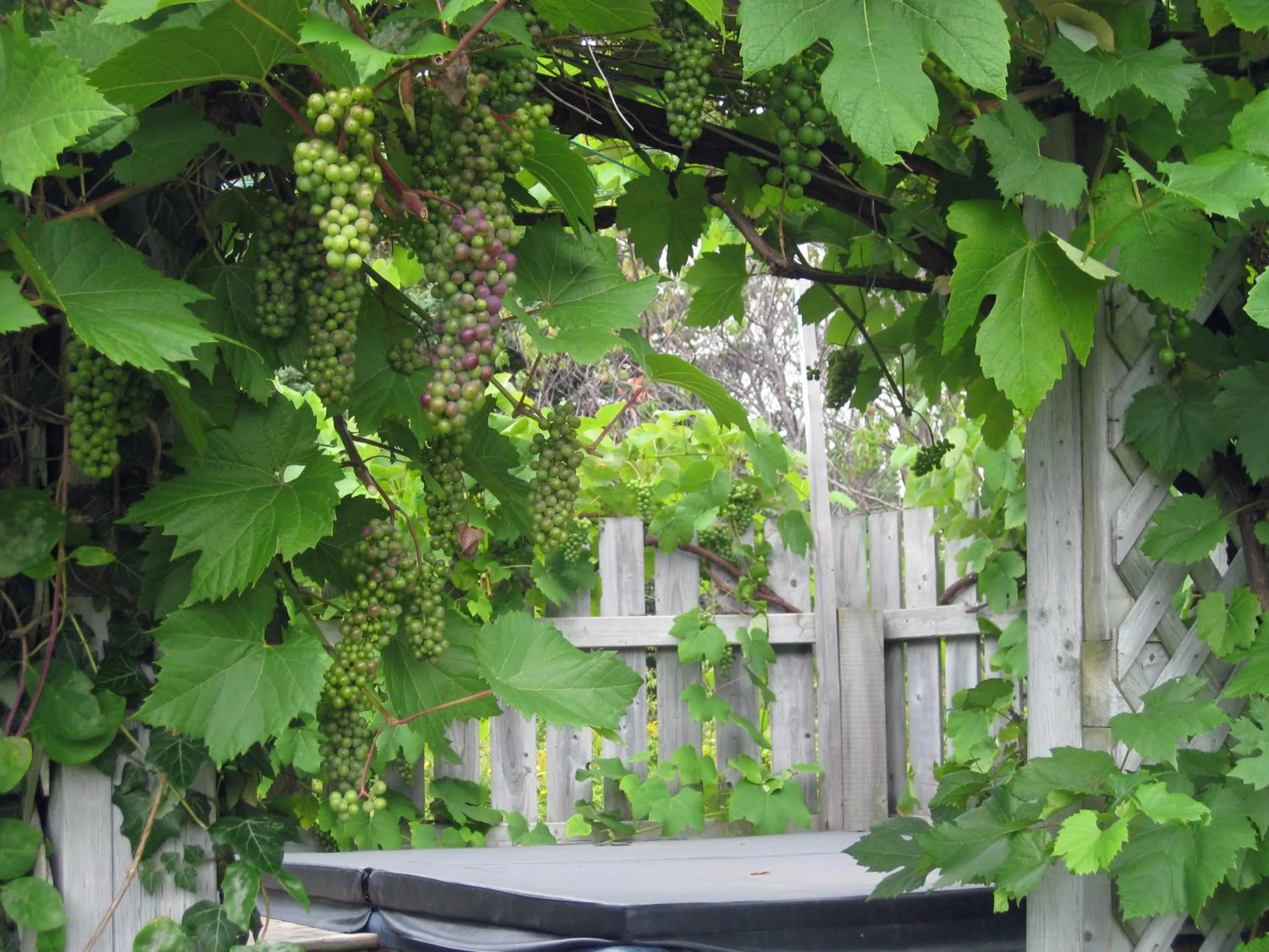 Garden in Seascape Coastal Retreat - 2 ADULTS ONLY - HOT TUB AND WITHOUT HOT TUB OCEANFRONT PROPERTY