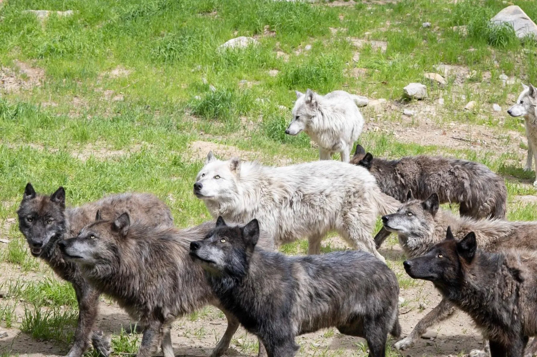 pet friendly in Parc Omega