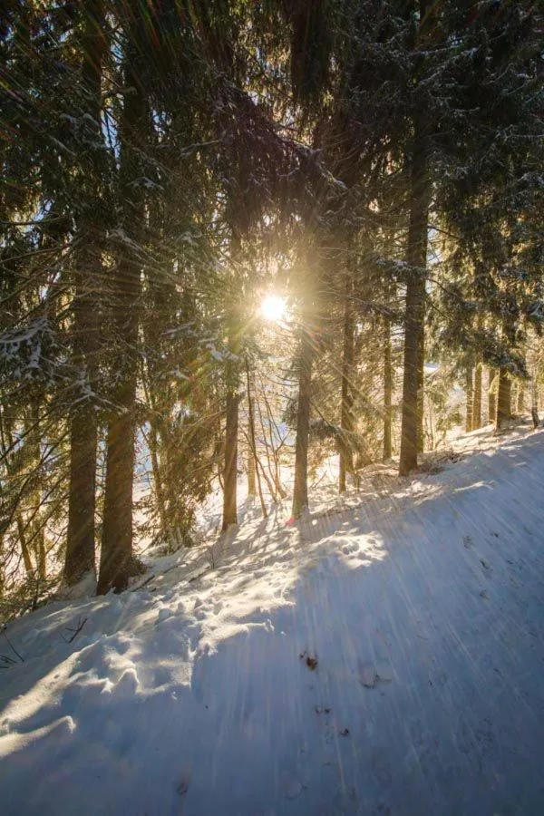 Natural landscape in Hotel Adlerschanze