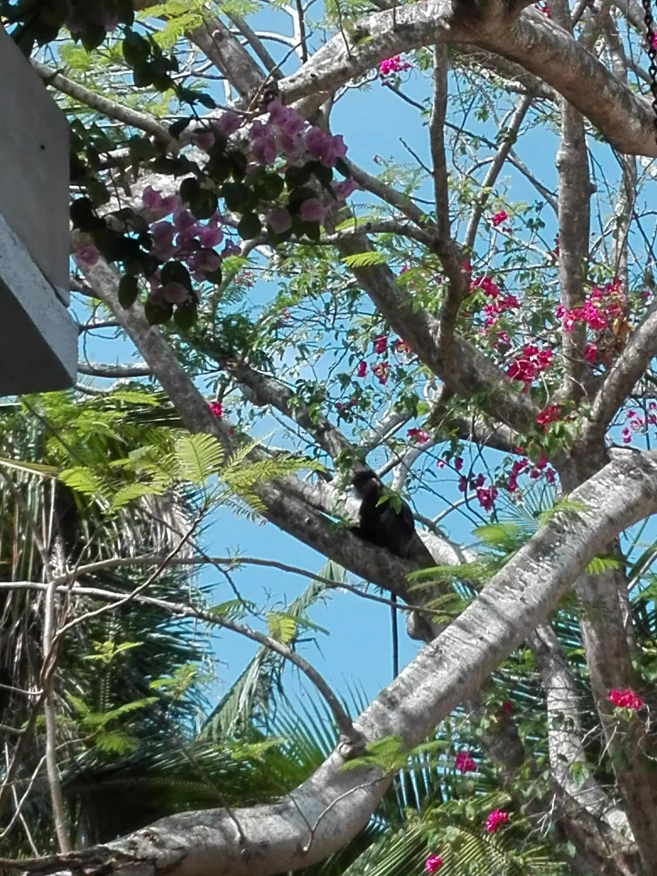 Garden in Neo Grand Villa