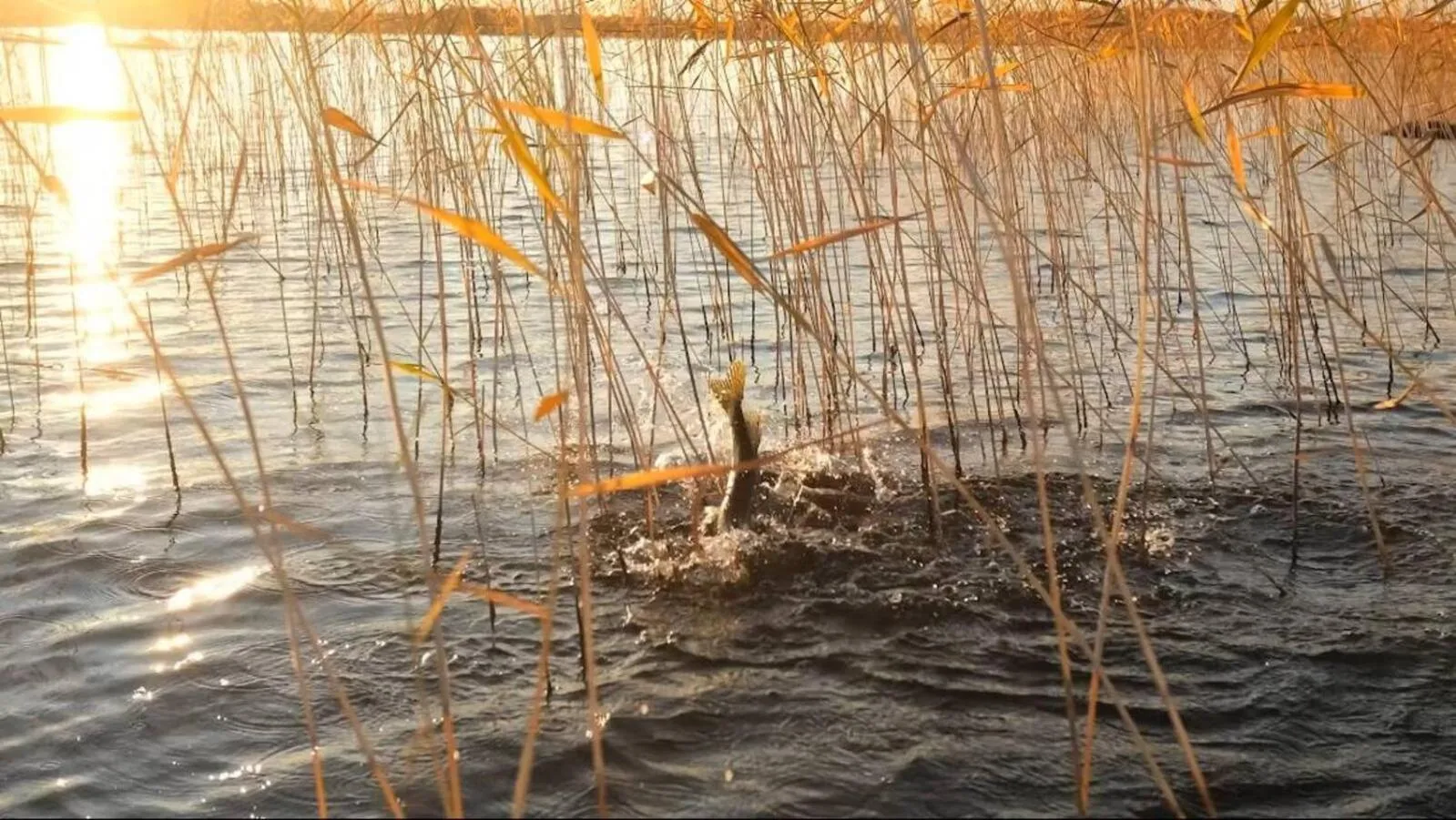 Fishing in Punkaharju Resort