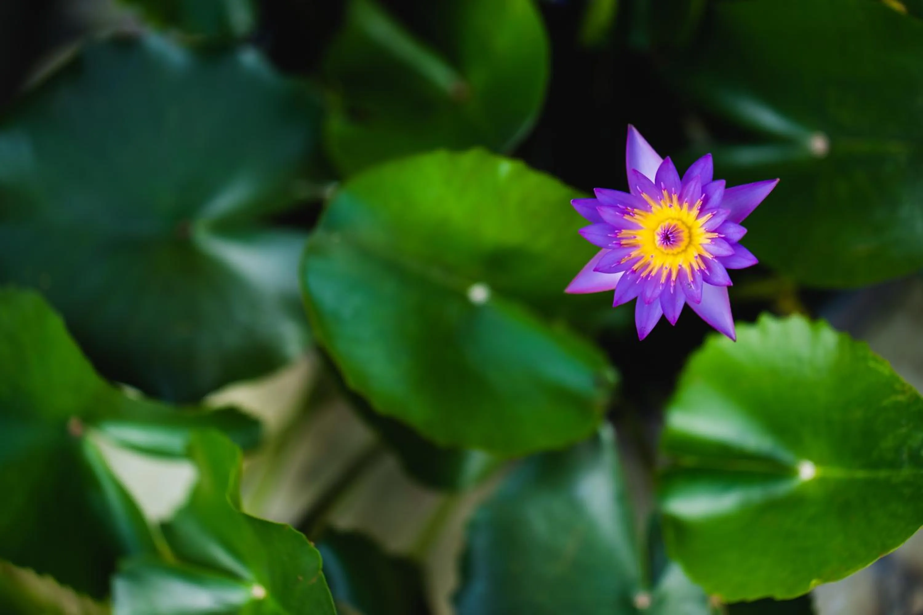 Garden in Sabuy Chiangmai