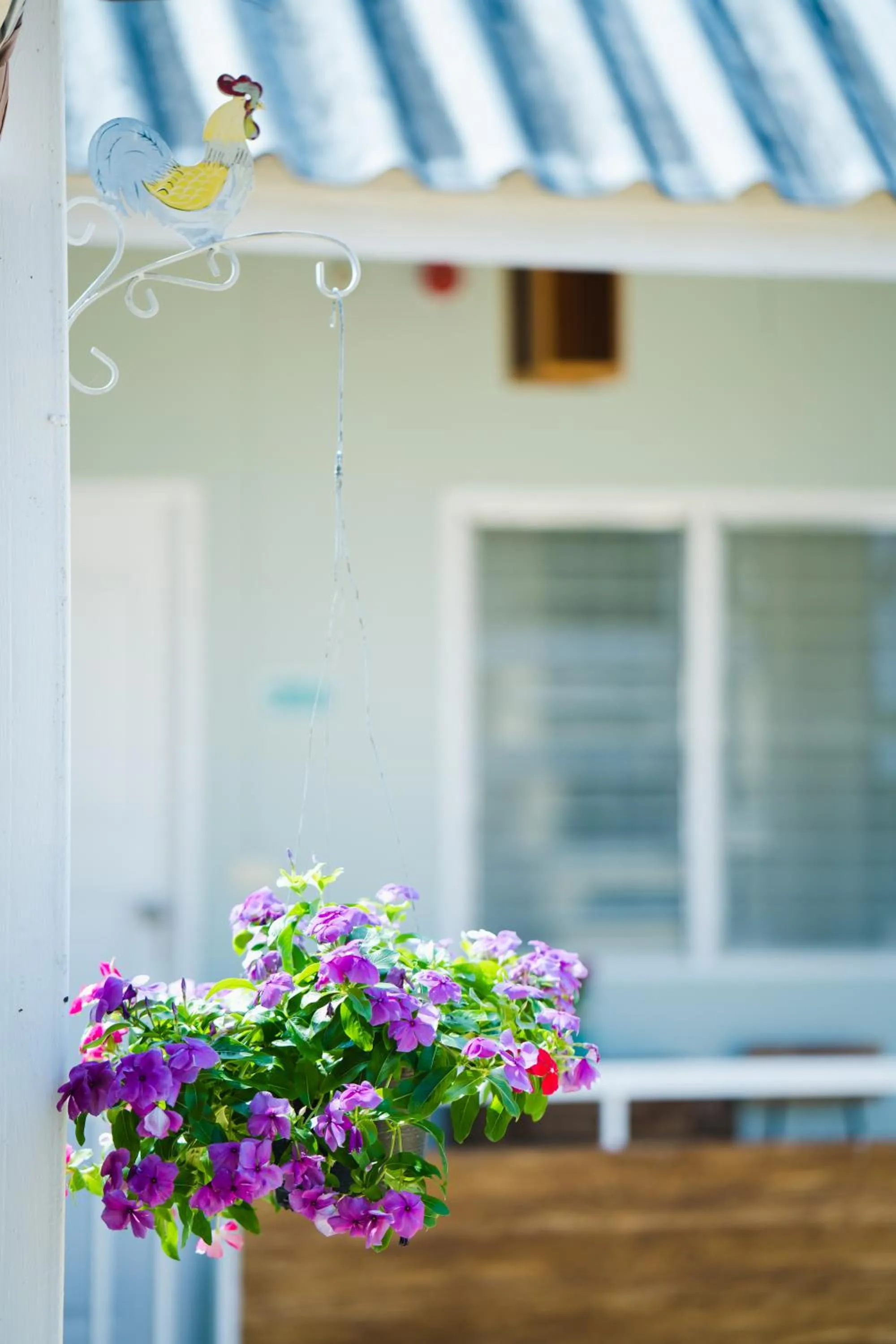 Garden in Sabuy Chiangmai