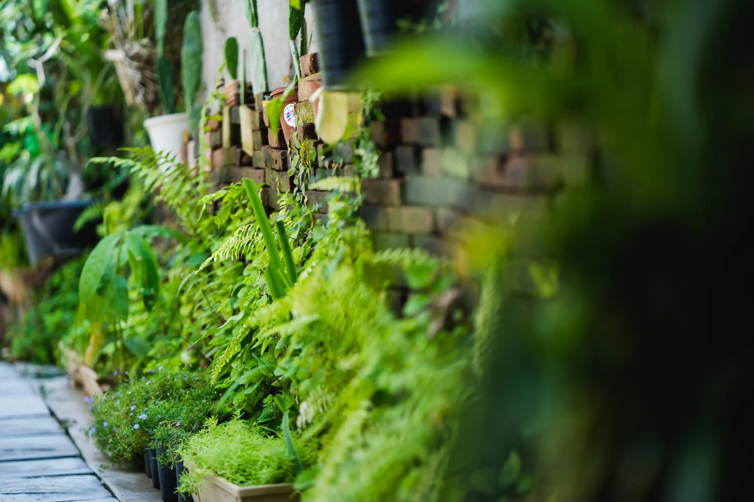 Garden in Sabuy Chiangmai