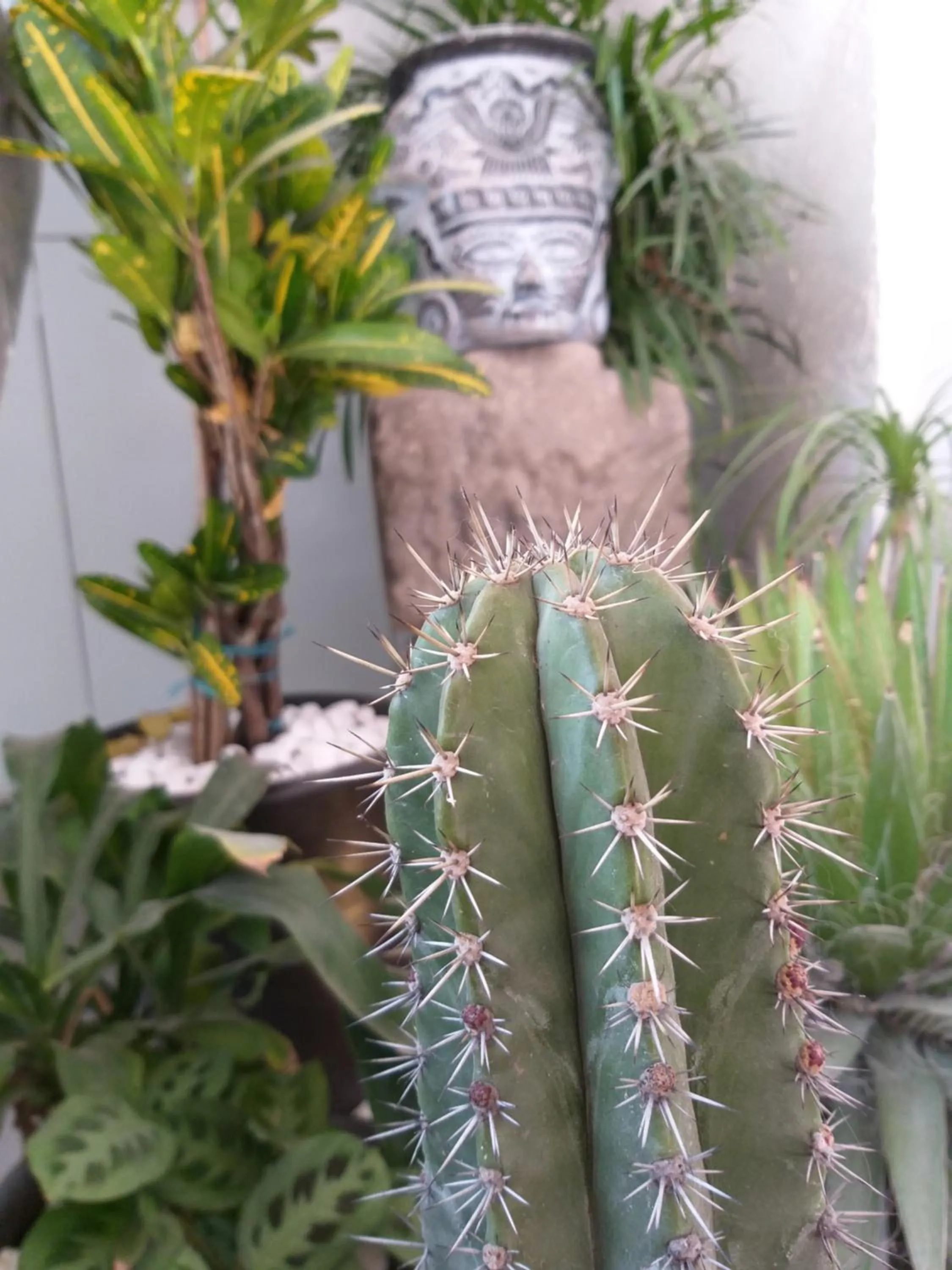 Area and facilities in Hotel Boutique Acocalli