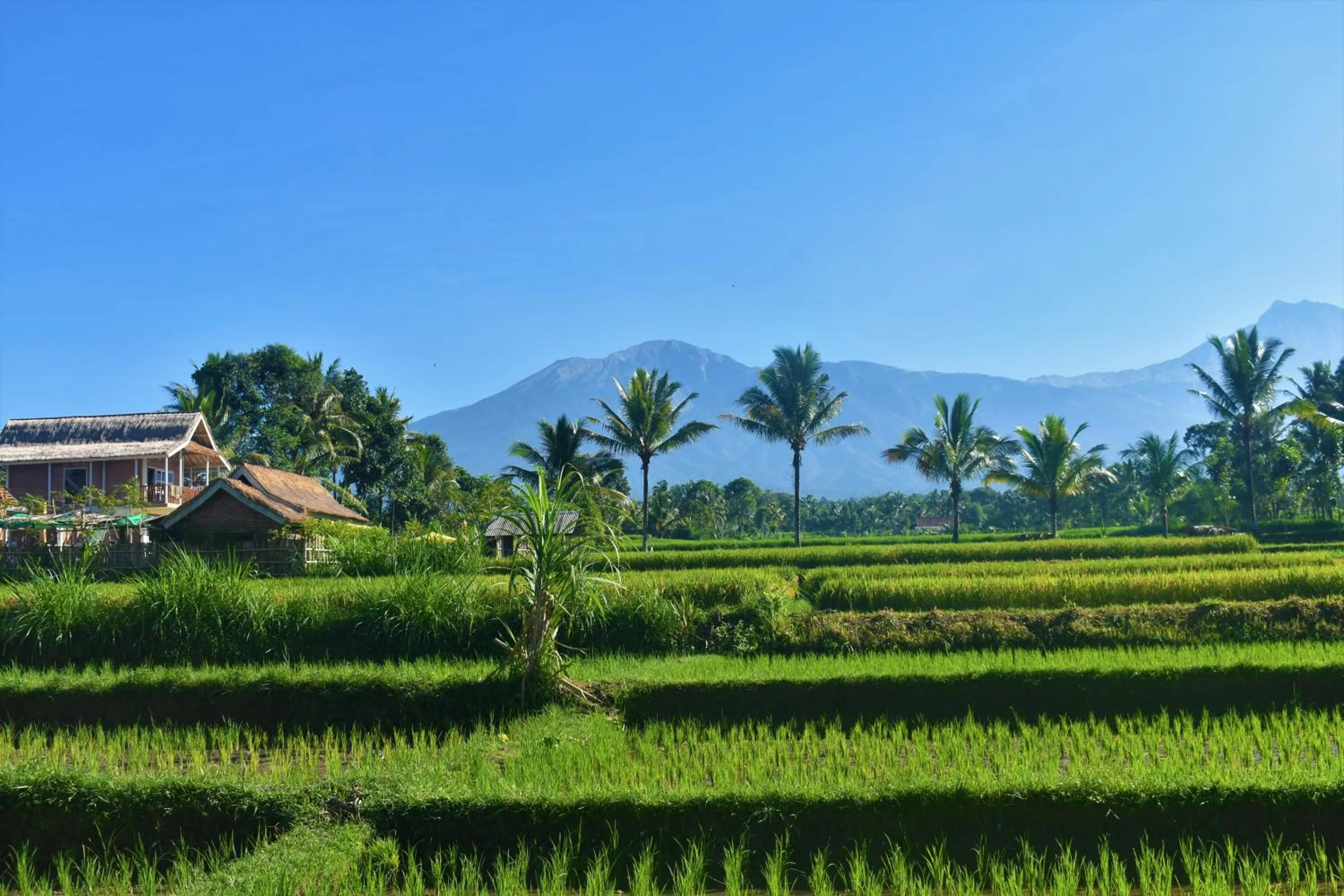 Tetebatu Flush Harmony