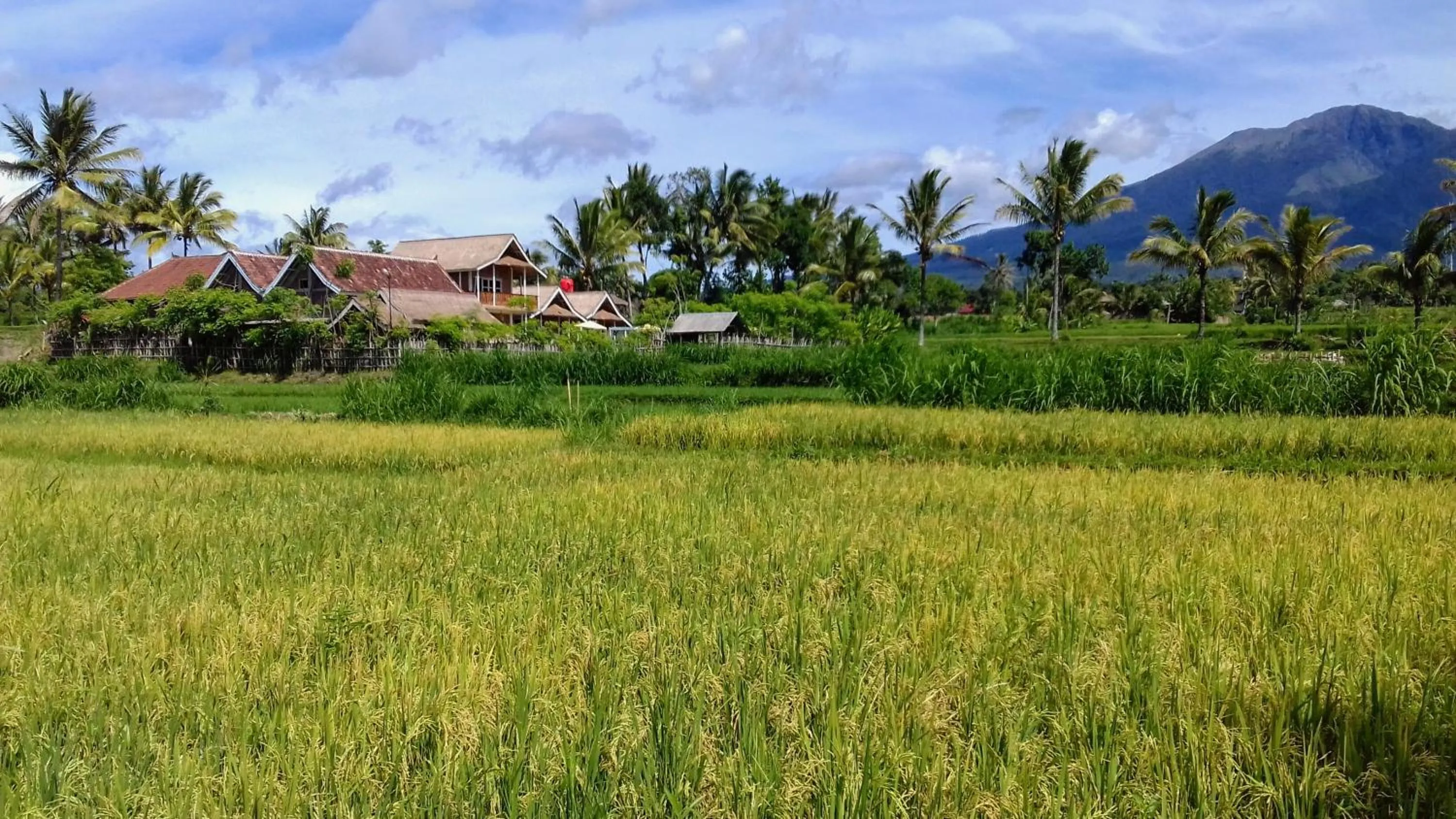Neighbourhood in Tetebatu Flush Harmony