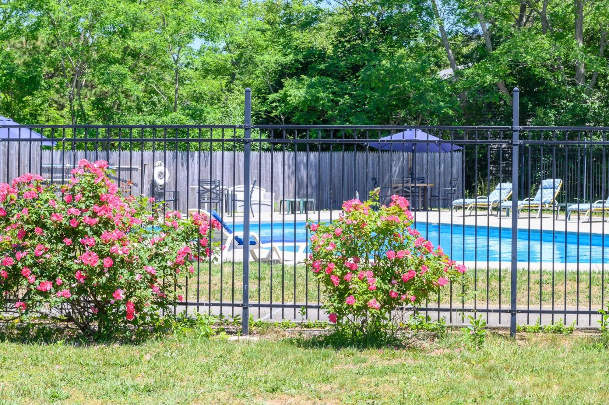 Swimming pool in Blue Dolphin Inn