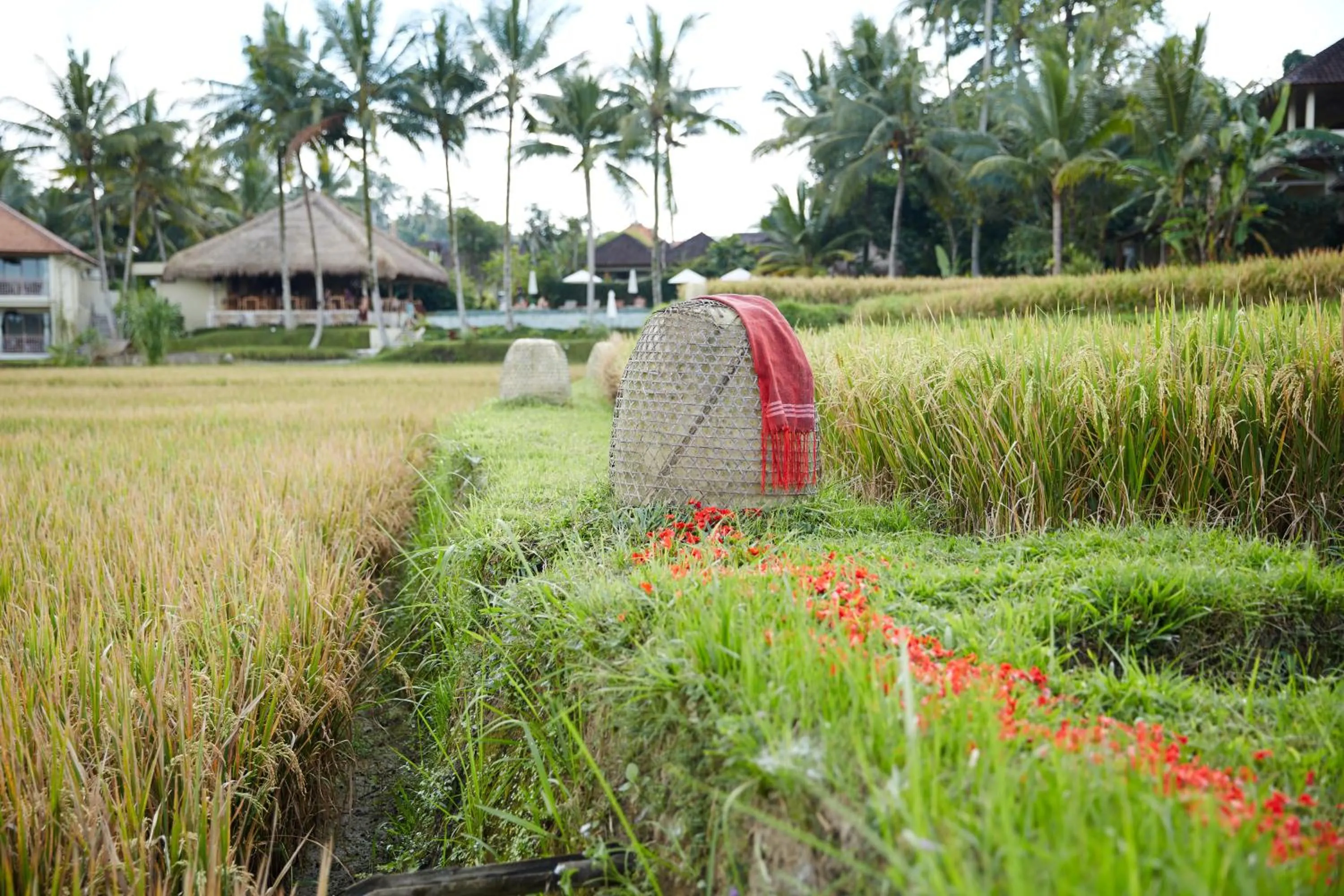 Natural landscape in MATHIS Retreat Ubud