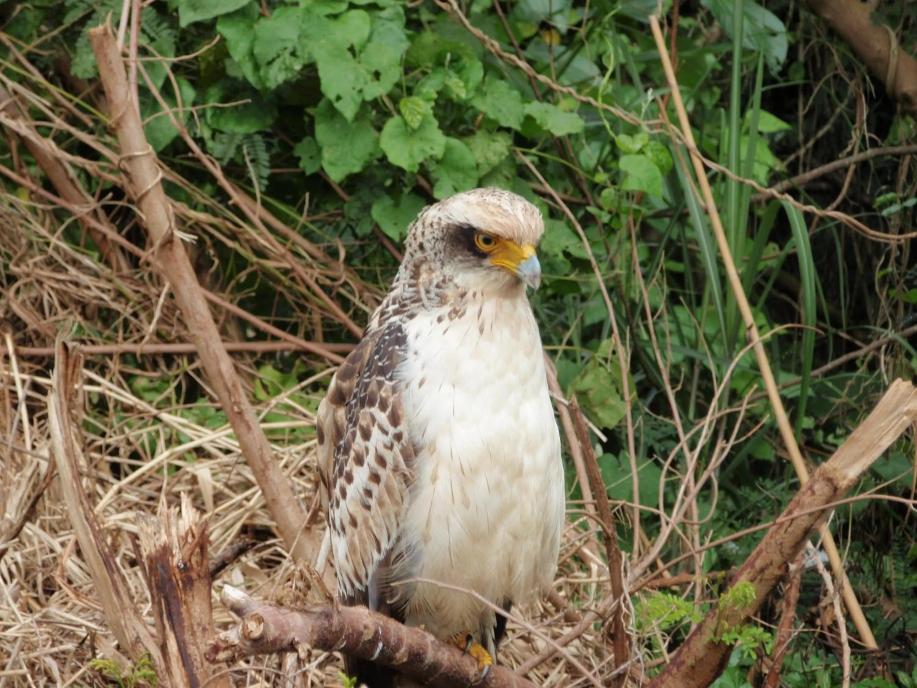Animals in Nagura Village