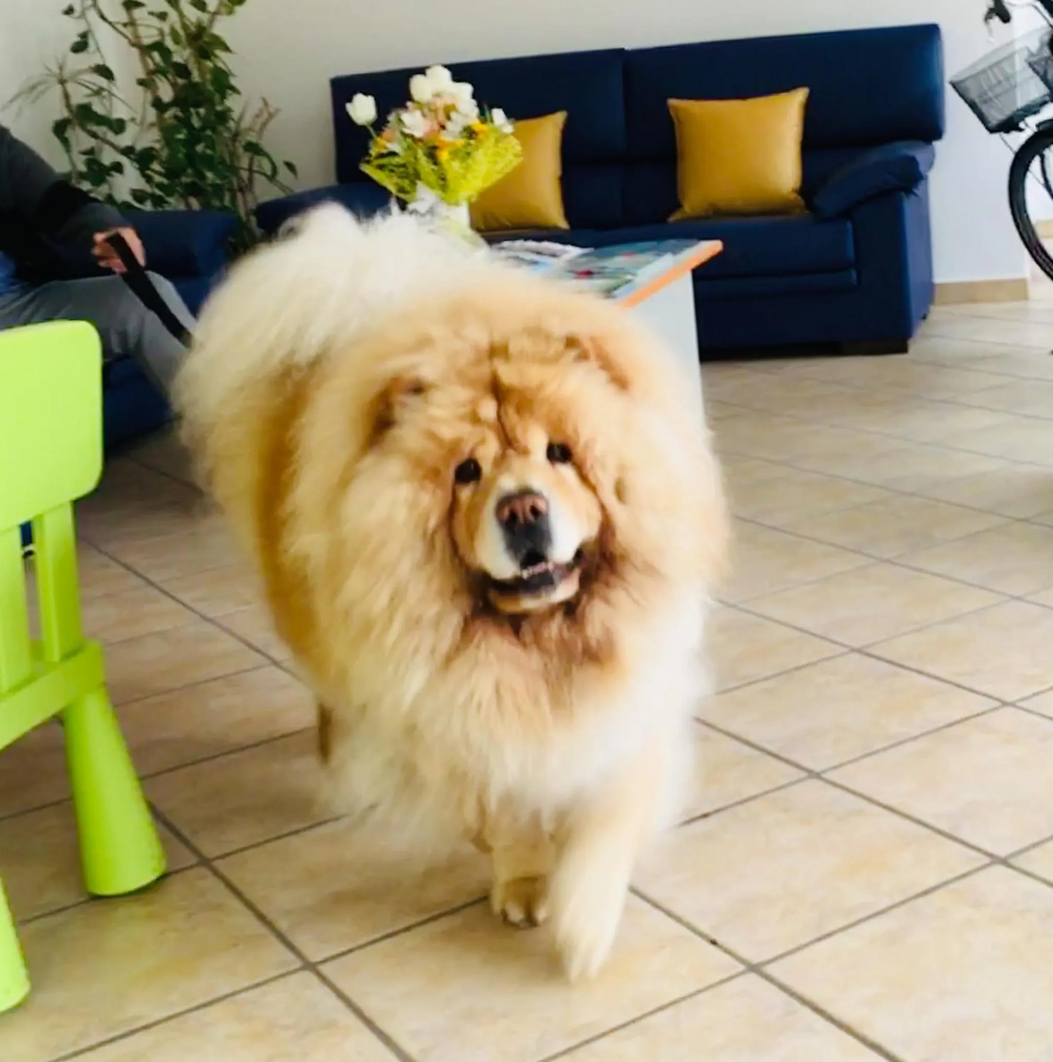 Pets in Michelangelo Holiday & Family Resort