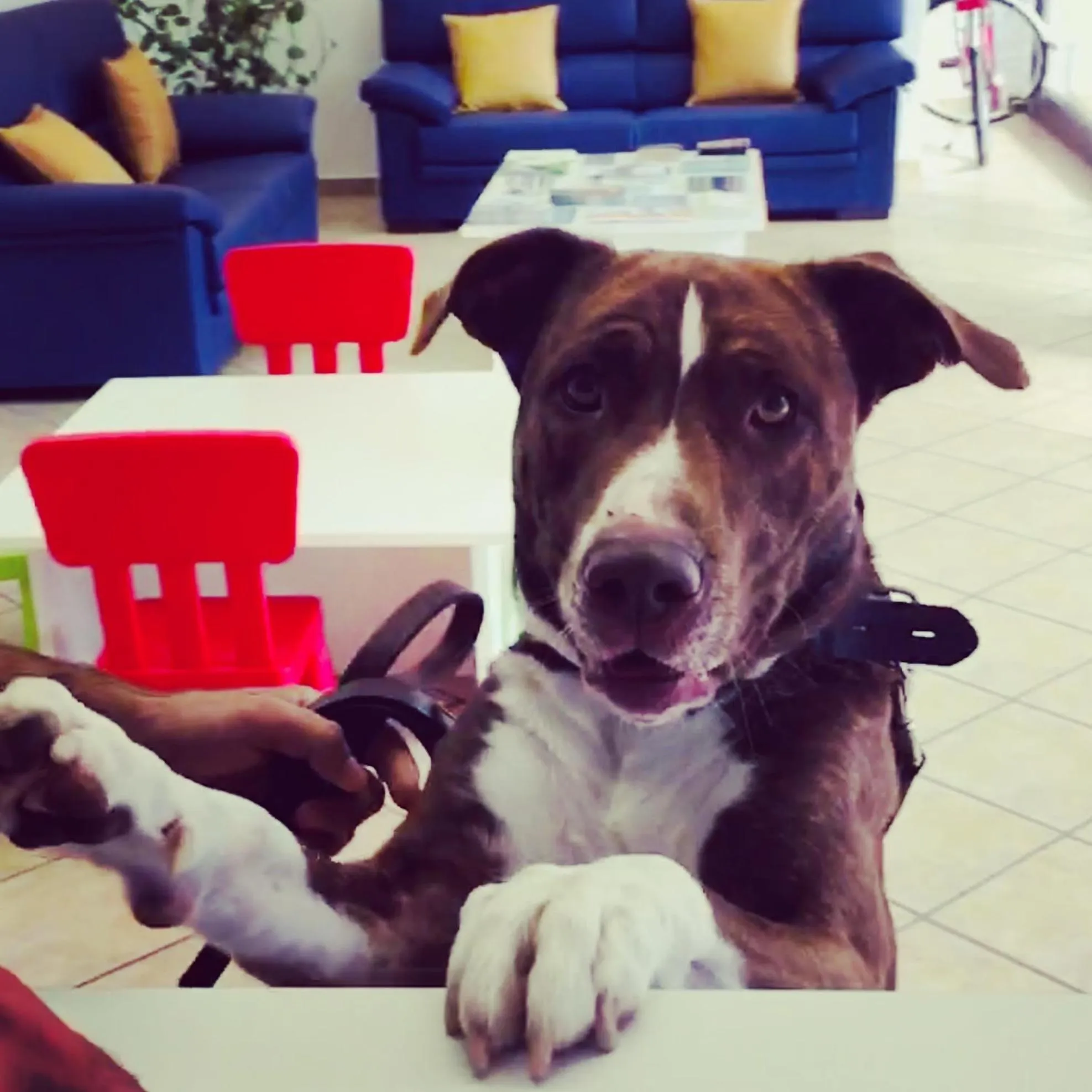 Pets in Michelangelo Holiday & Family Resort