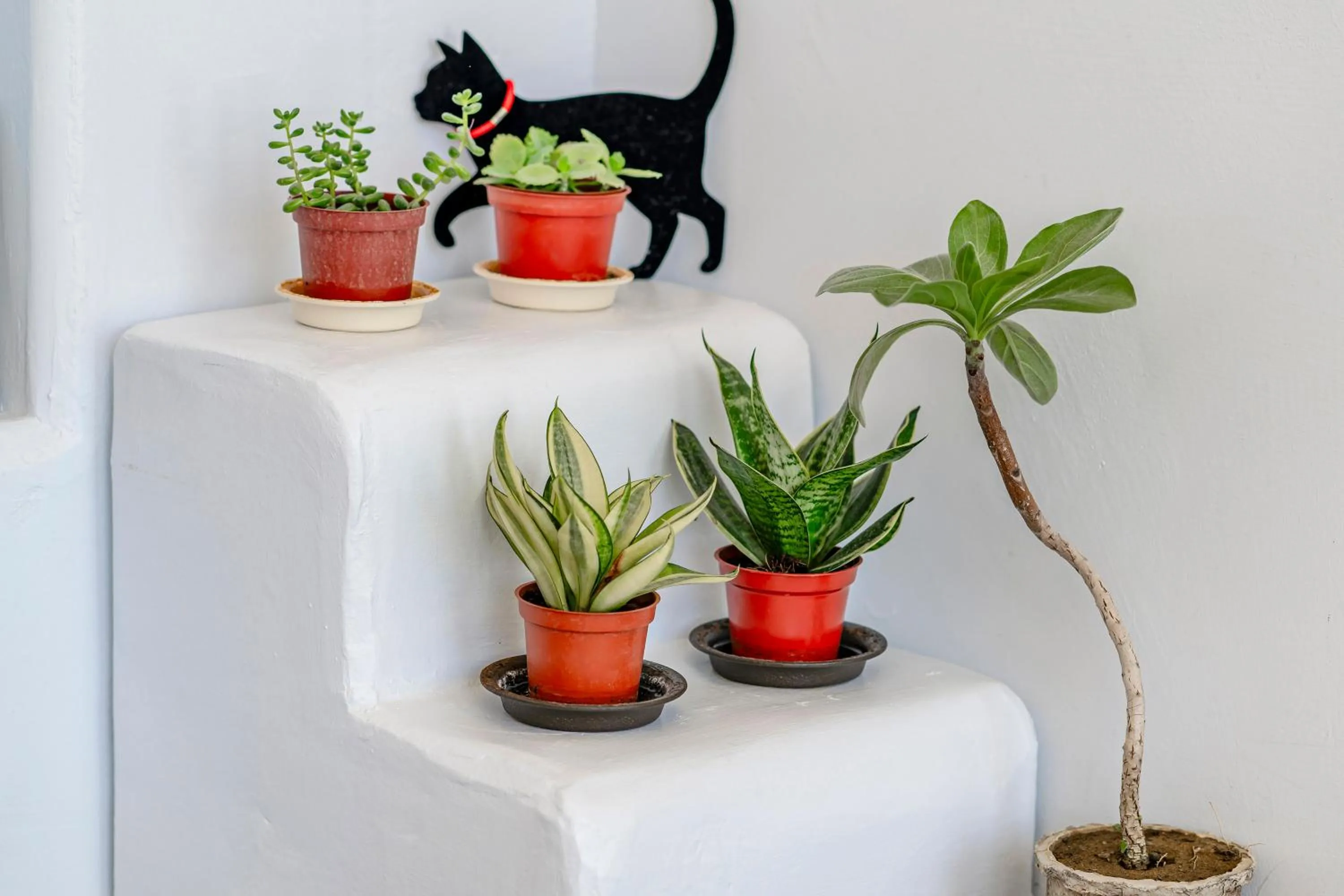 Decorative detail in Cat at Greece