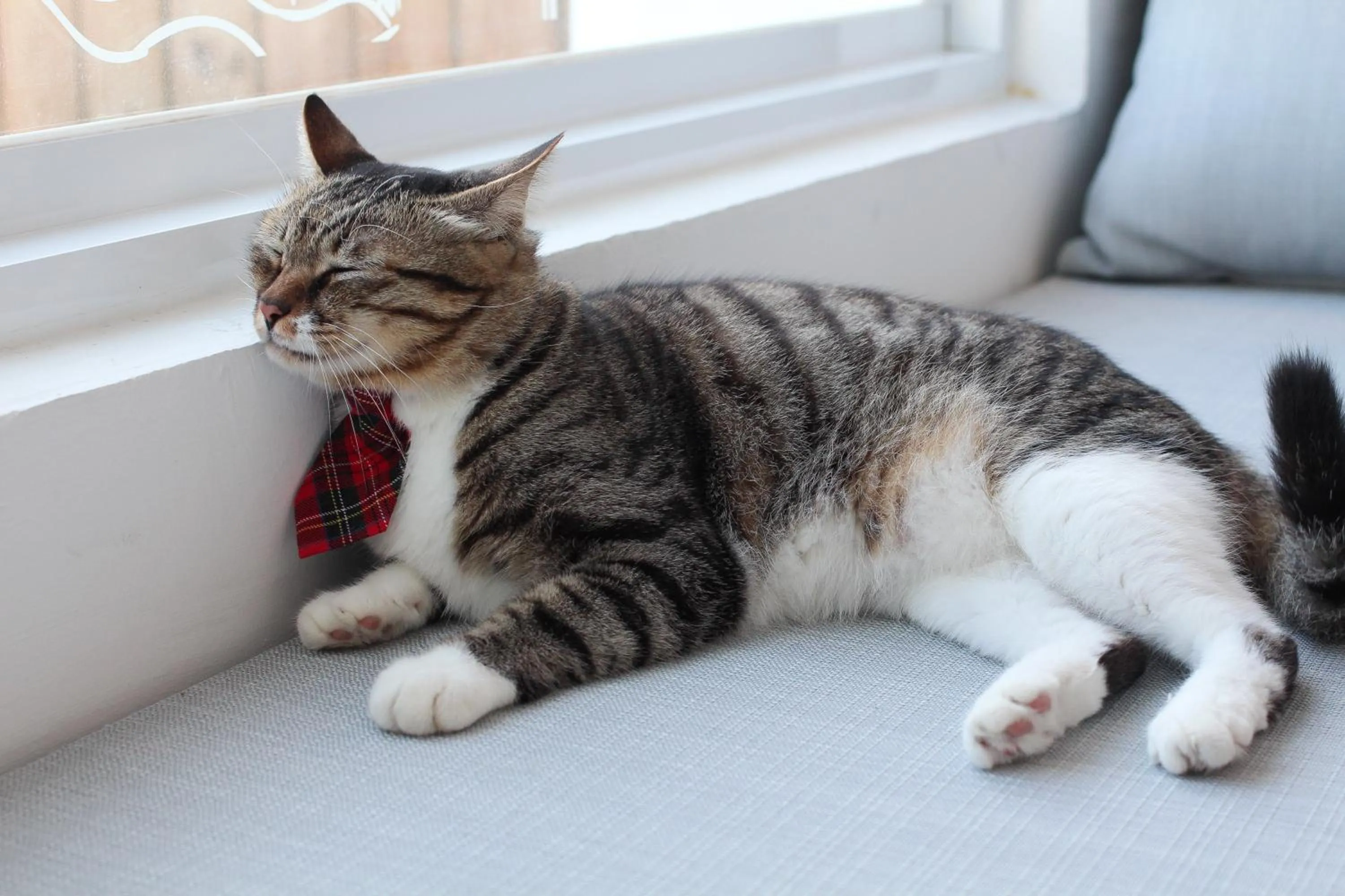 Property building in Cat at Greece