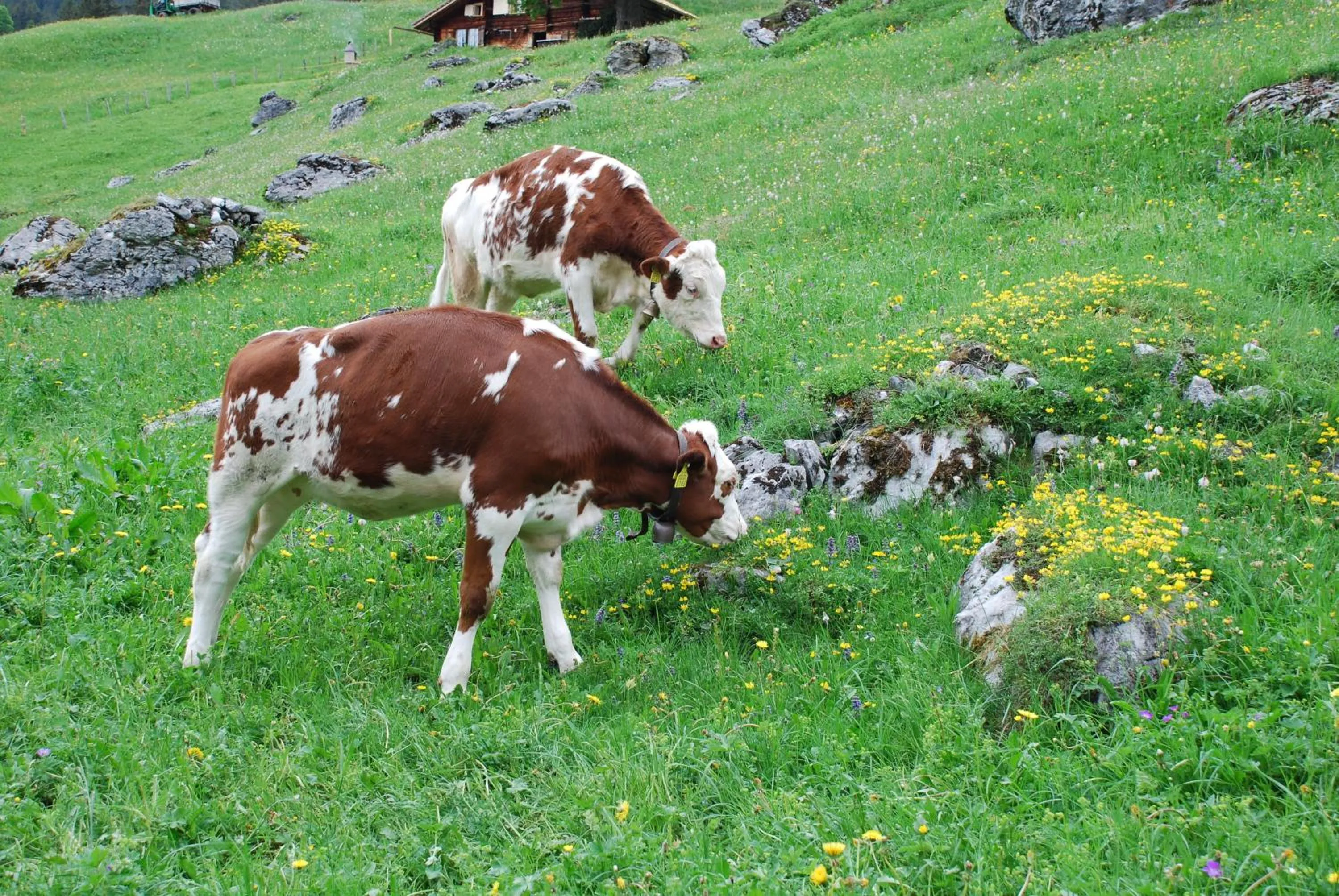 Other in Hotel Blümlisalp