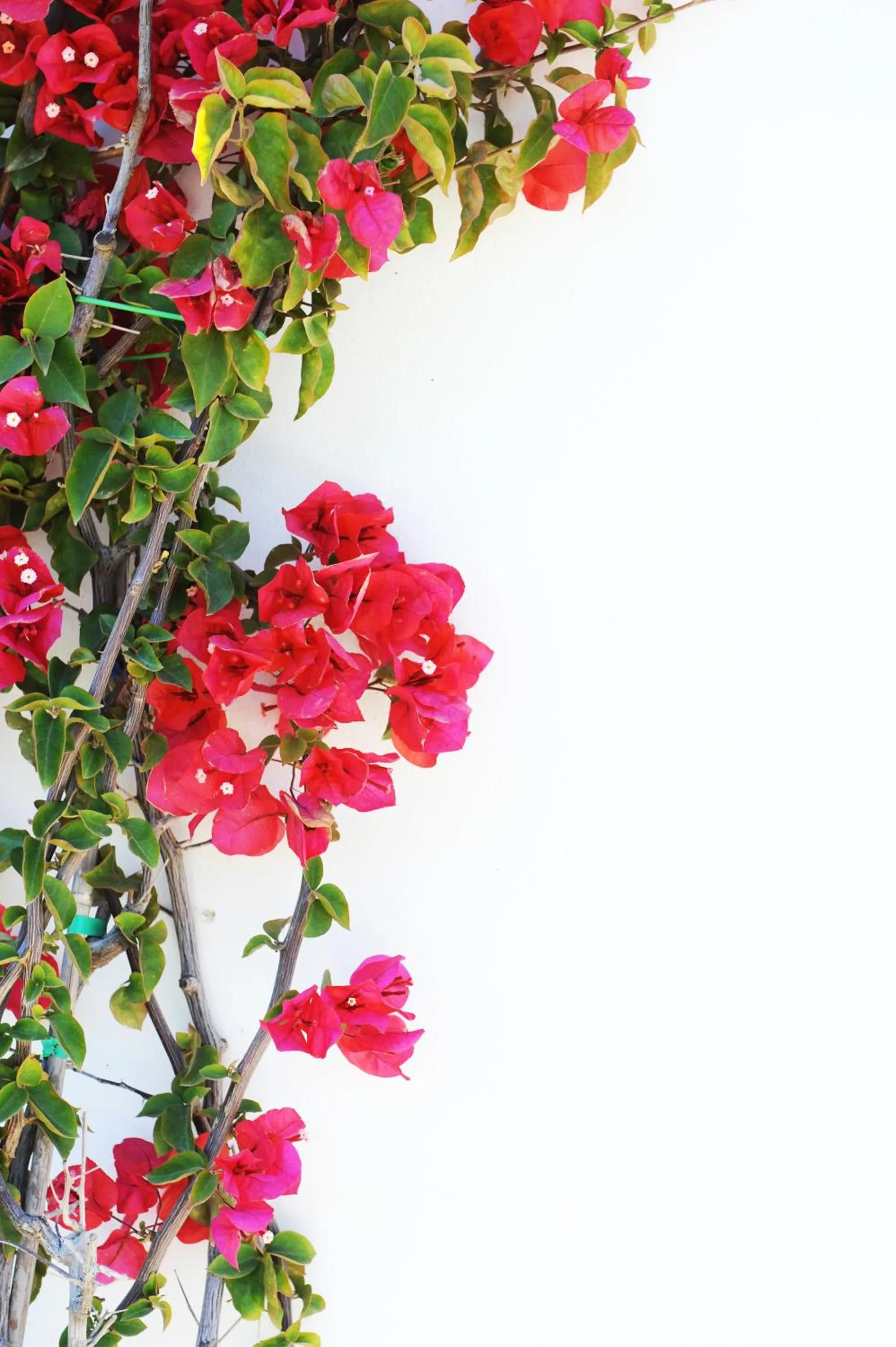 Spring in Lido Impero