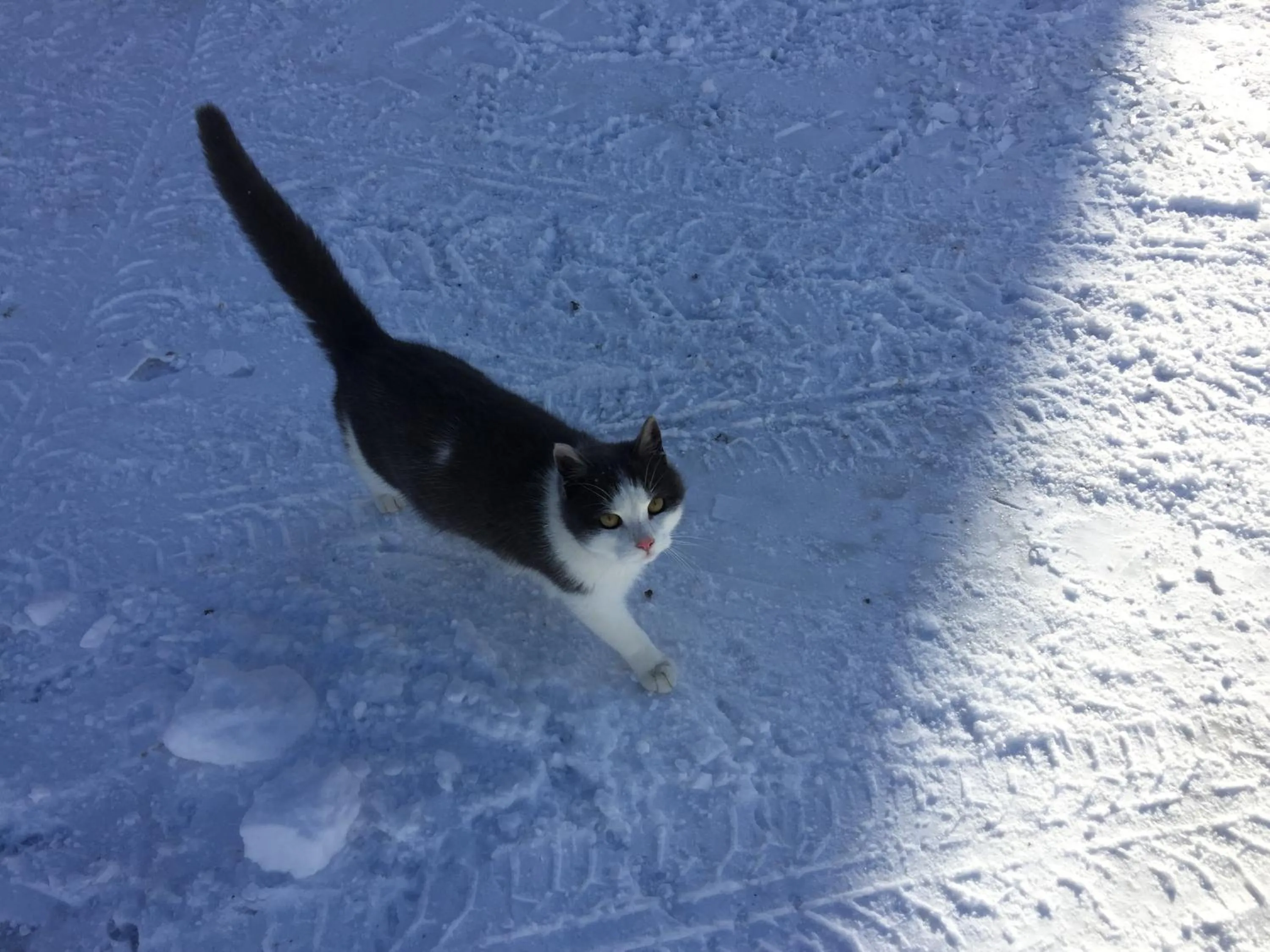 Pets in Schmiedsipplhof